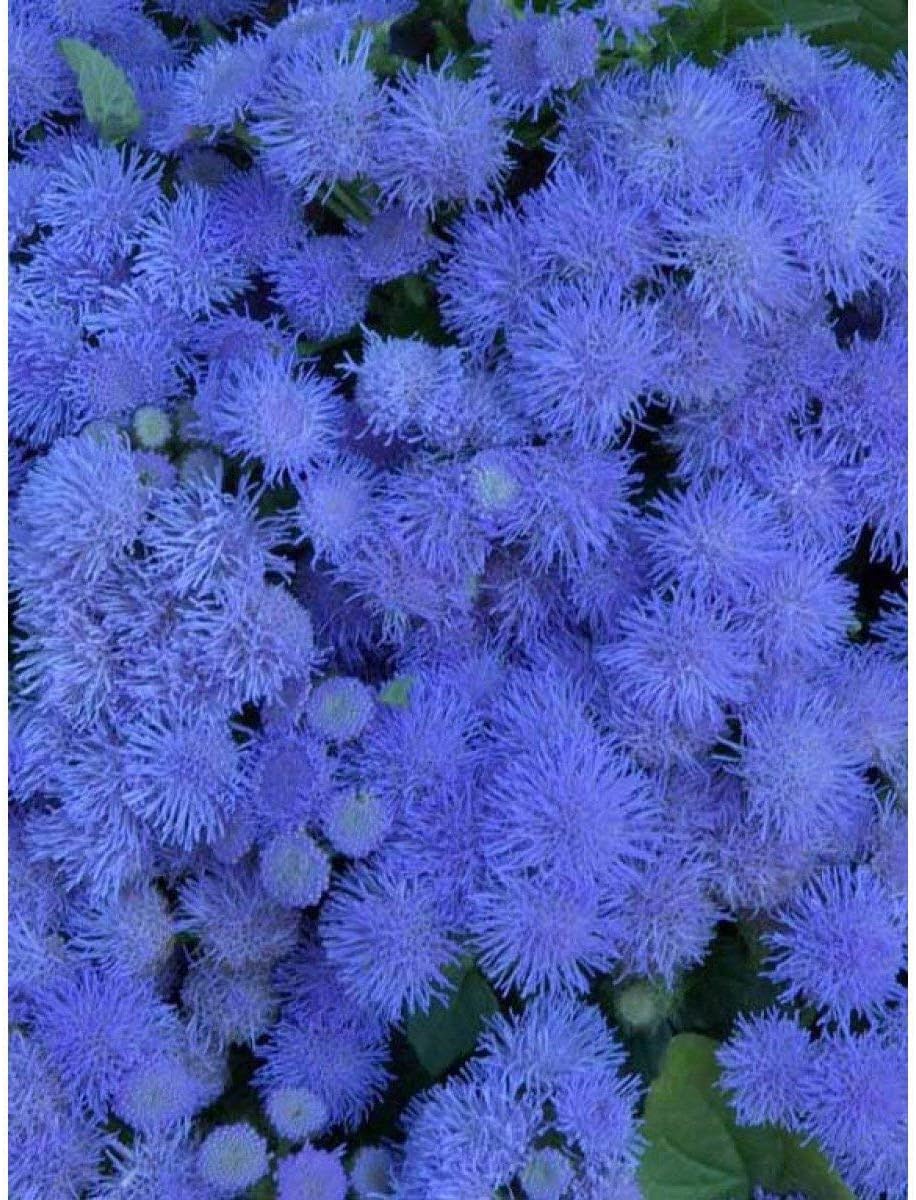 Amazon Co Jp 64 000種子 カッコウアザミ属ブルーミンクフロスフラワー寝具ボーダー 307ドワーフ Diy 工具 ガーデン