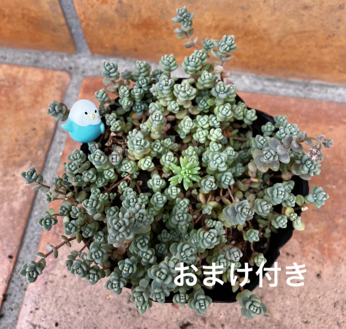 多肉植物　ダシフィルム　抜き苗　セダム 多肉植物ダシフィルム抜き苗セダム