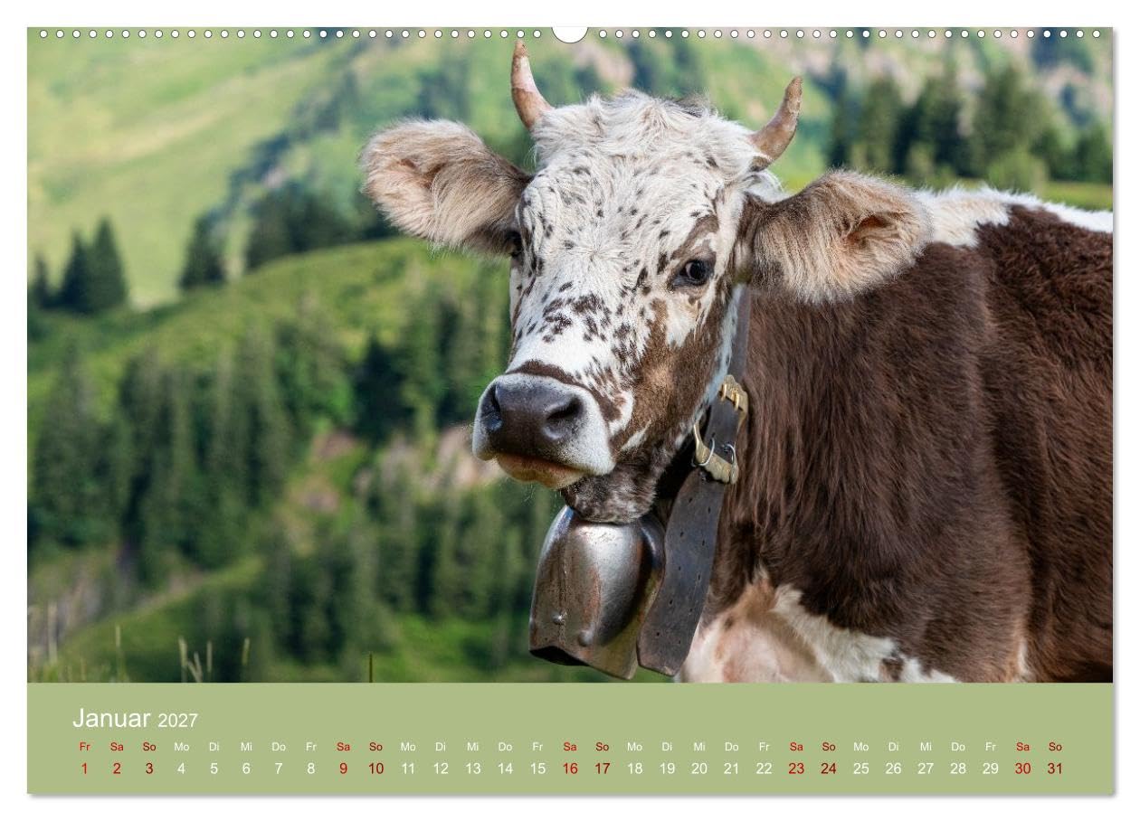 Allgäuer Rindvieh 2027 (hochwertiger Wandkalender 2027 DIN A2 quer), Kunstdruck in Hochglanz: Ein Kalender für alle Allgäu- und Kuhliebhaber. (CALVENDO Tiere)
