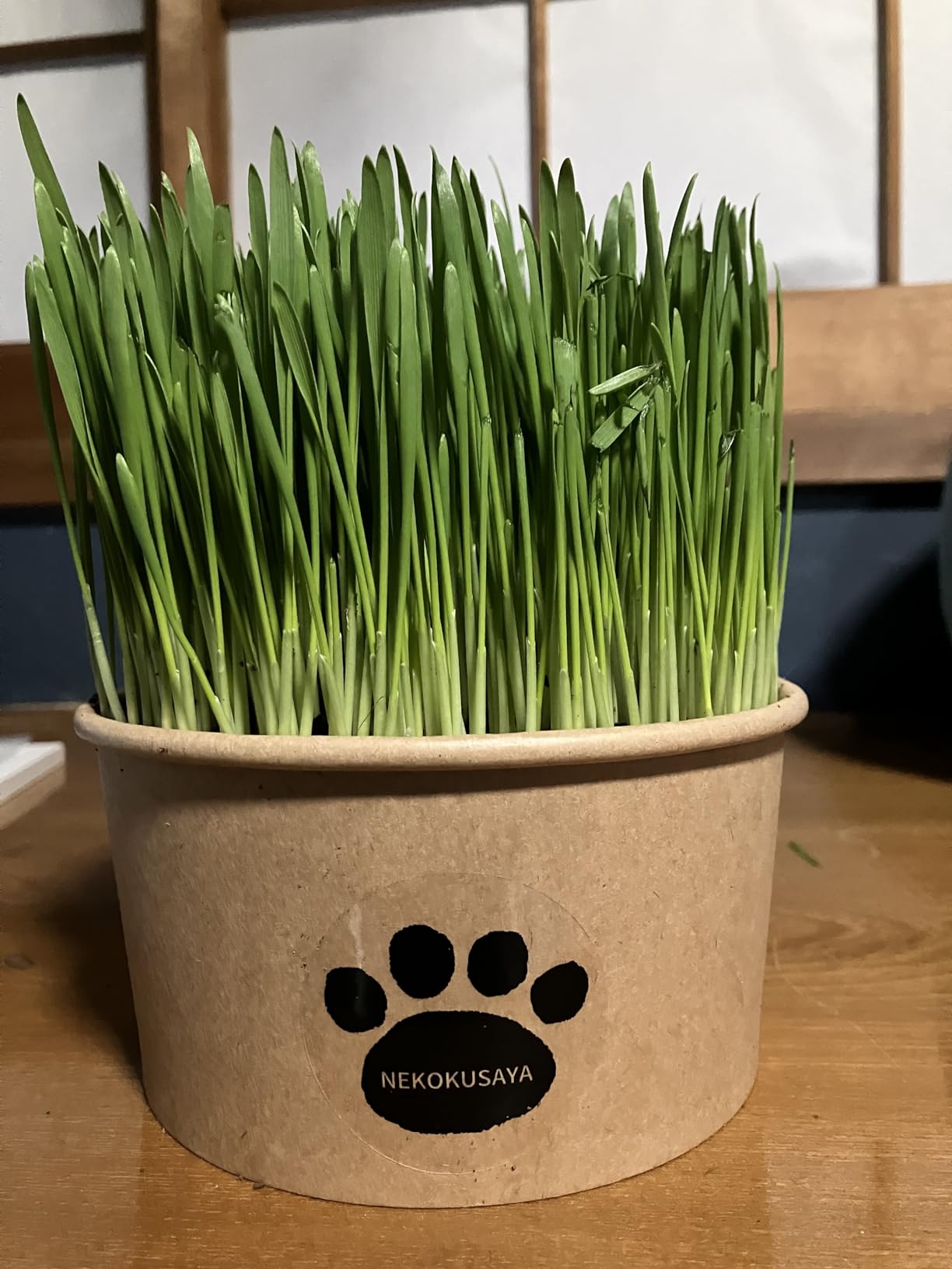 Amazon｜【猫草屋】栽培済み食べ頃 猫草 無農薬で育てた新鮮な猫草 届いてすぐに食べられる猫草の鉢 1鉢｜栽培キット オンライン通販