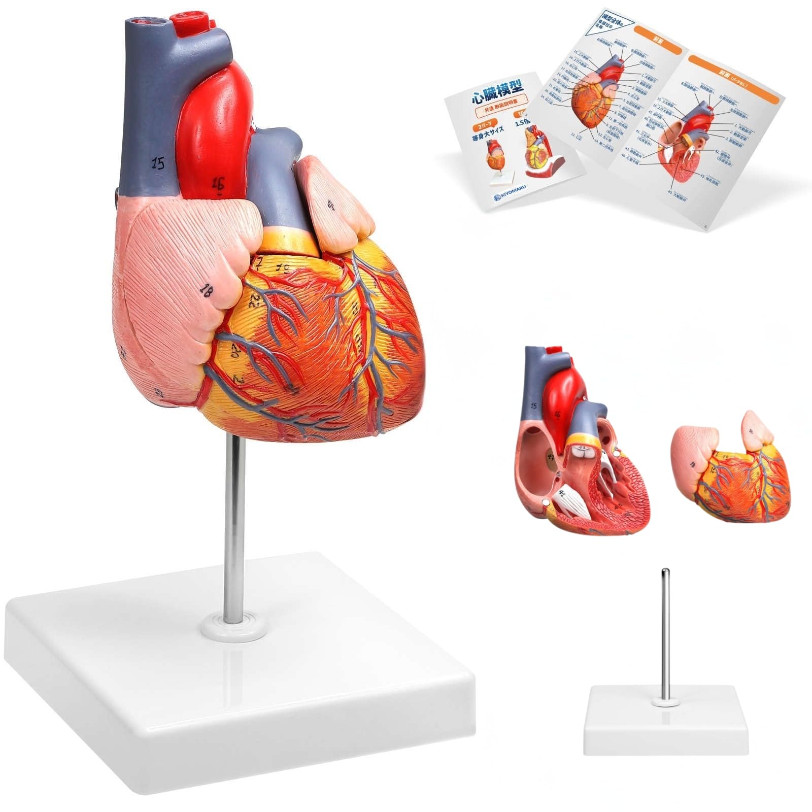 Amazon.co.jp: KIYOMARU 心臓模型 等身大 2パーツ分解 スタンダード