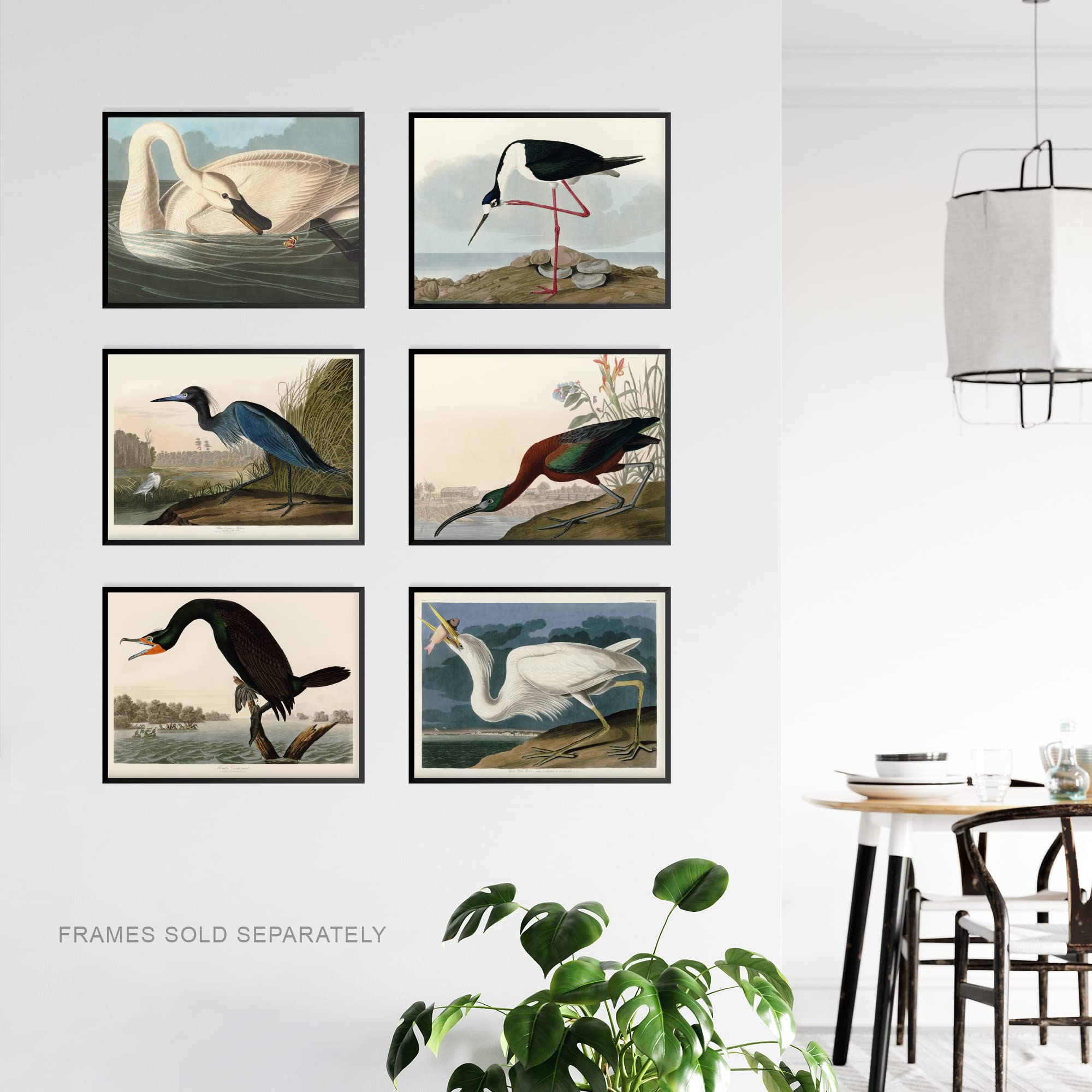 Artery8 Vintage Audubon Birds Collection Set Of 6 Unframed Wall Art Prints Bathroom Bedroom Aesthetic Avocet Heron Ibis Cormorant A4