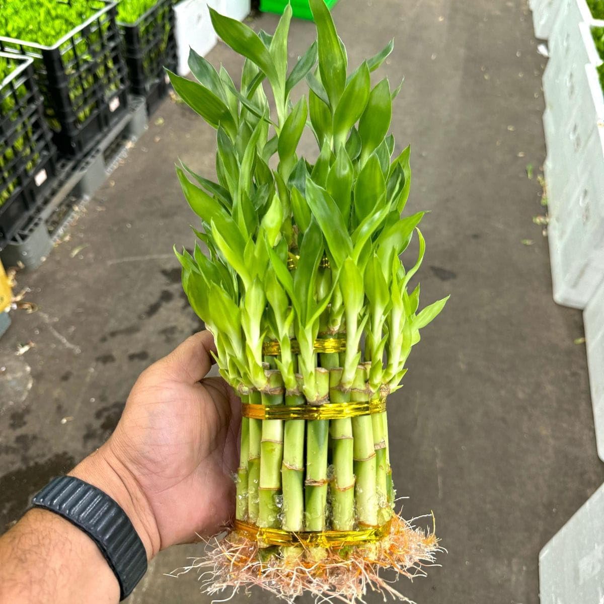2 Layer Lucky Bamboo Stalk Set – Live Plant for Custom Displays, pack 1