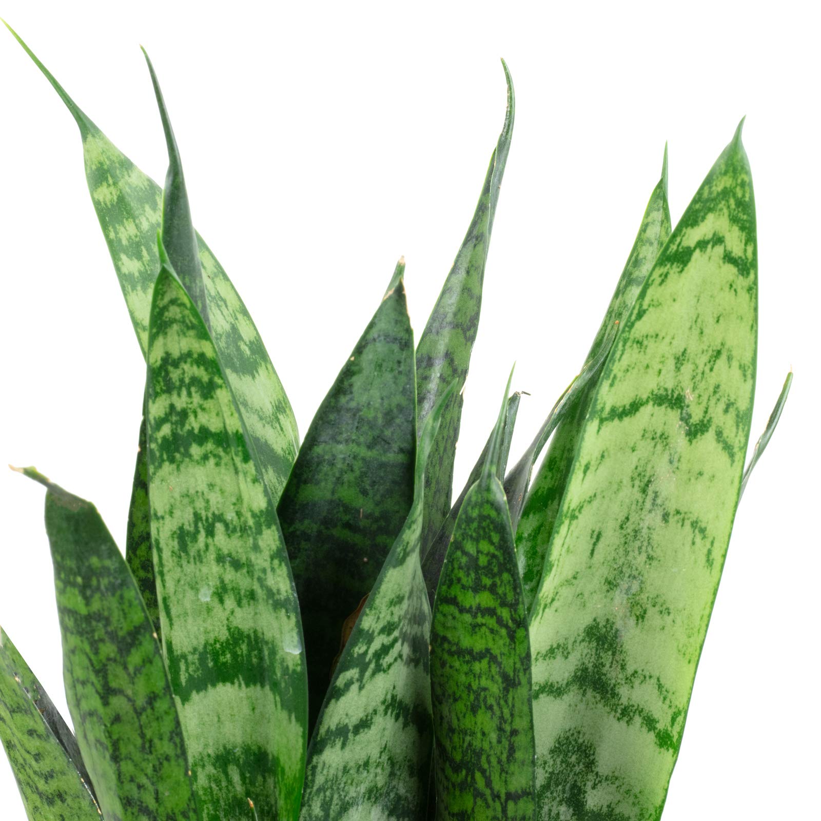 3er-Set Bogenhanf - echte Zimmerpflanze, Sansevieria trifasciata Black Coral - Höhe ca. 35 cm, Topf-Ø 12 cm