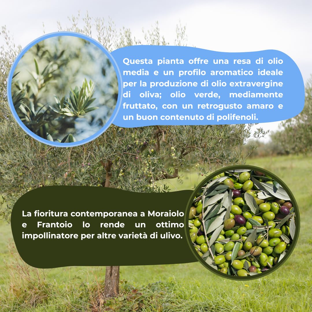 Vivao Garden Forest - Ulivo Leccio del Corno - Pianta di Ulivo Vero da Giardino e Vaso a Crescita Media e Frutti di Alta Qualità - Perfetto per Uliveti e Esterni - h170/180 cm piante da olio