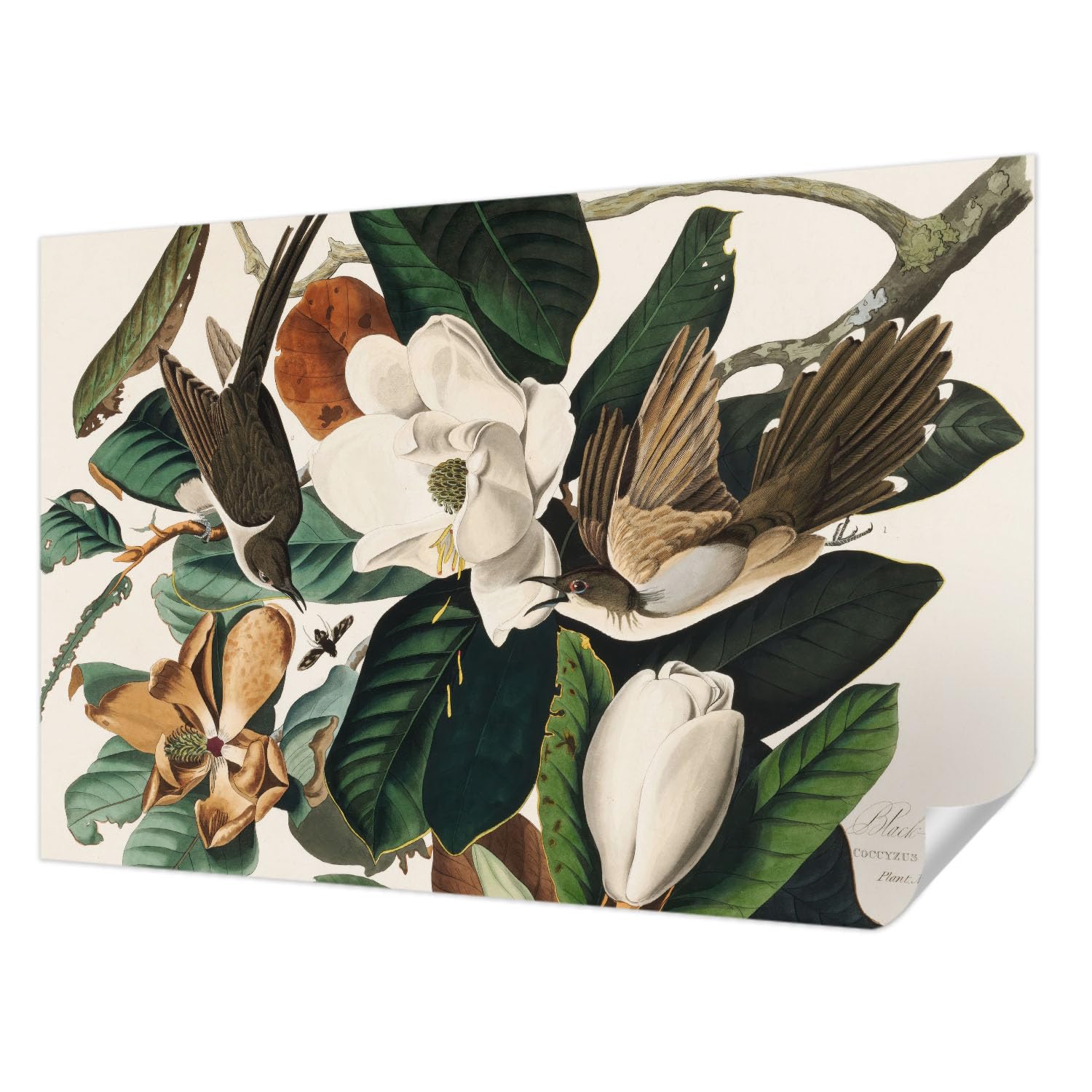 Papier peint oiseaux magnolias pour transformer l'ambiance de votre chambre