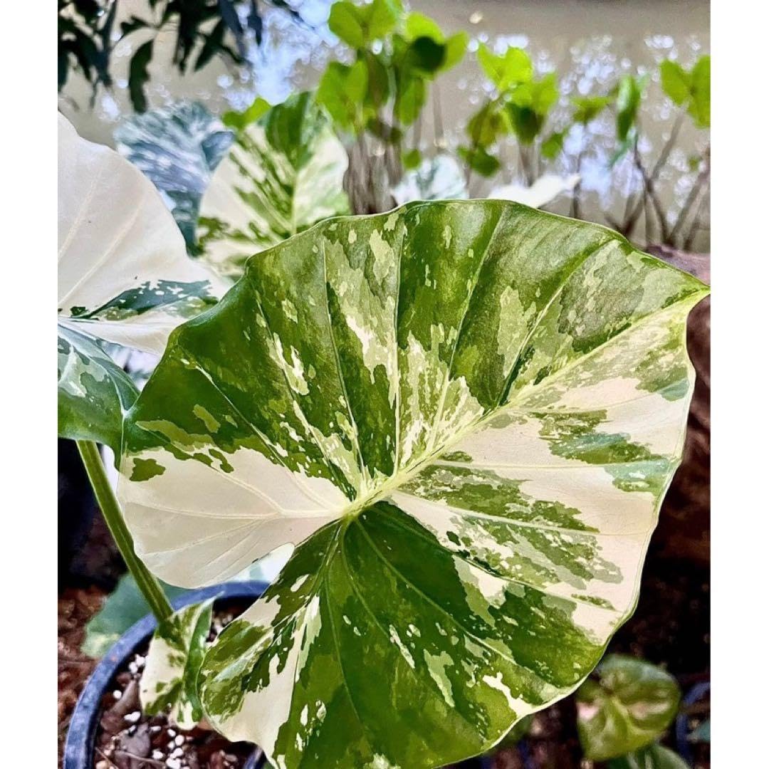 レア　アロカシア Gageana Albo Variegated大球 観葉植物 レア アロカシア Gageana Albo Variegated大球
