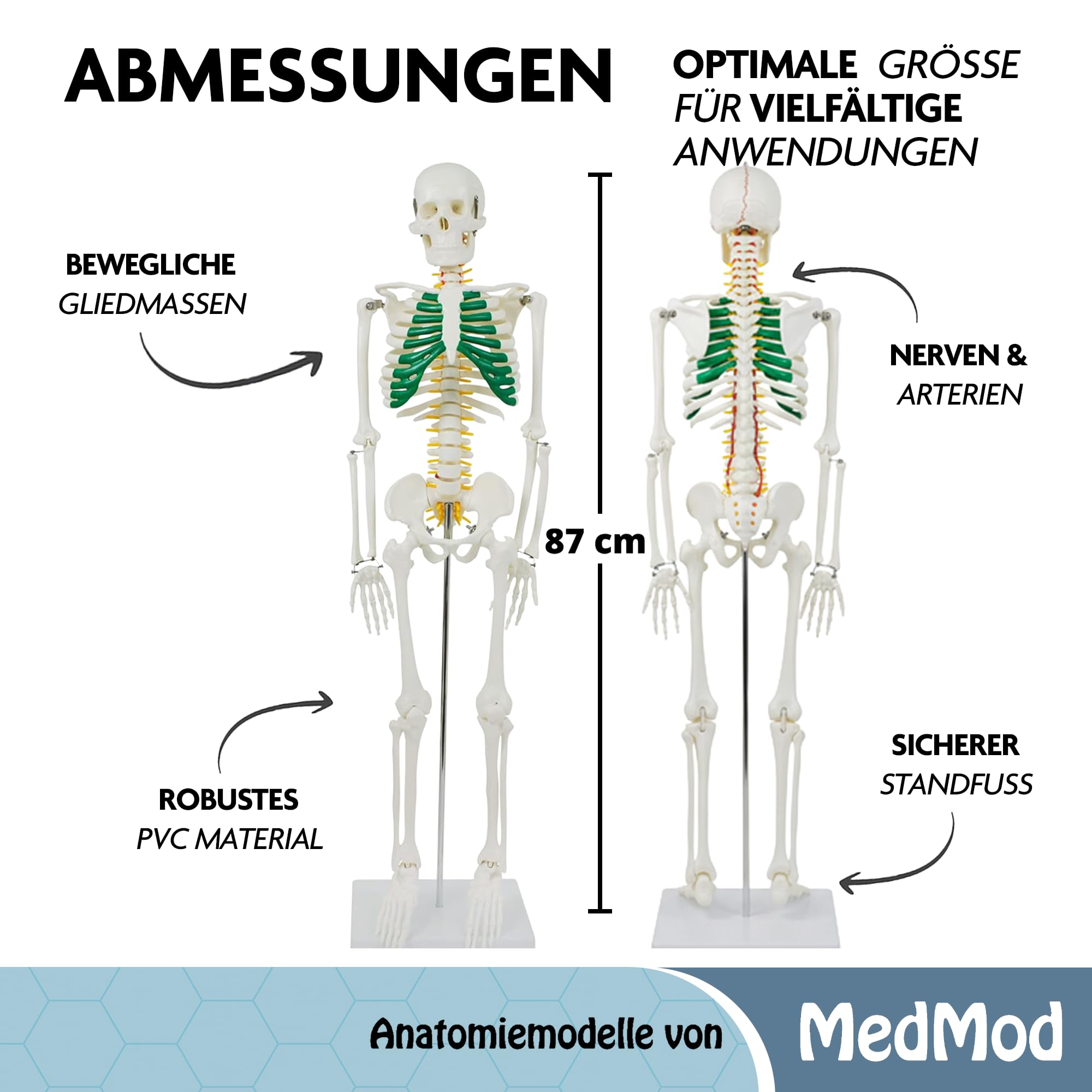 Anatomie Skelett 87 cm, detailliertes menschliches Skelett aus PVC mit Spinalnerven, Arterien und Bandscheibenvorfall, für Schule, Studium und Anatomie-Training, Lehrmodell