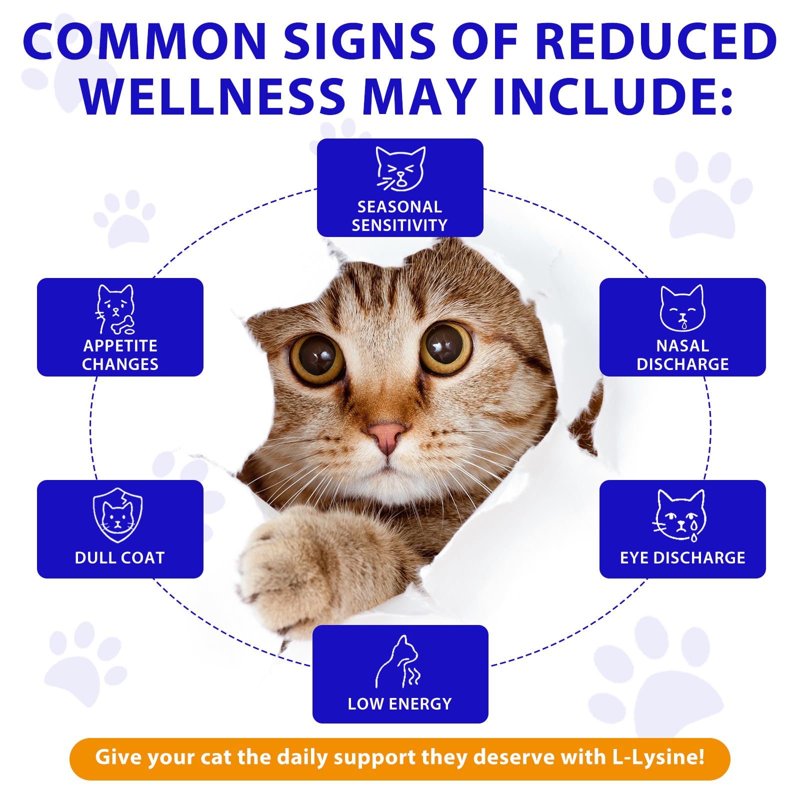 L-Lisina para Gatos, 60ML Lisina Gatos Aliviar Alergias en Gatitos, Estornudos, Gripe Felina, Antibióticos para Gatitos con Vitaminas y Minerales