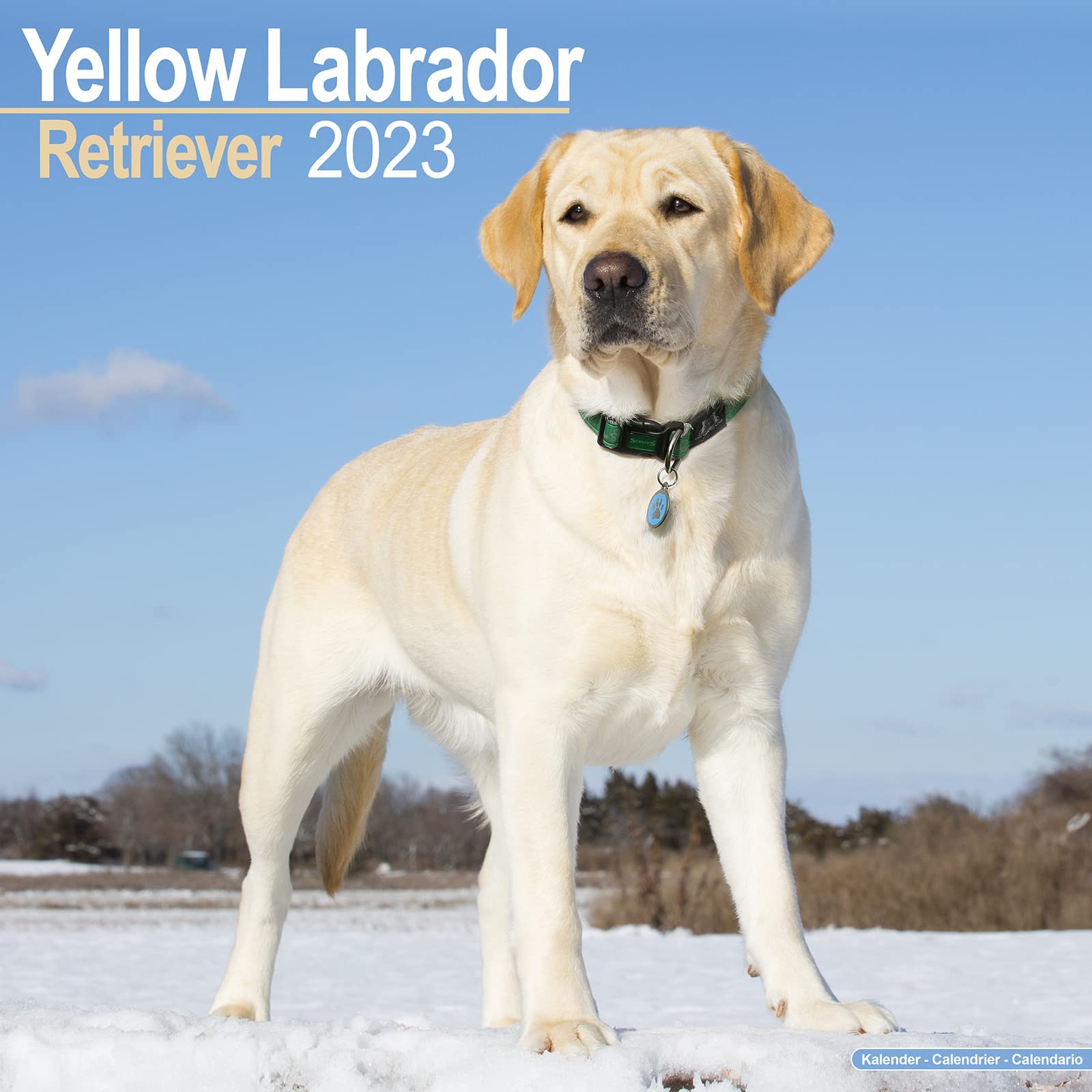 Yellow Labrador Retriever Calendar 2023 | Square Dog Lab Breed Wall Calendar | 16 Month | with Free Organisational Stickers