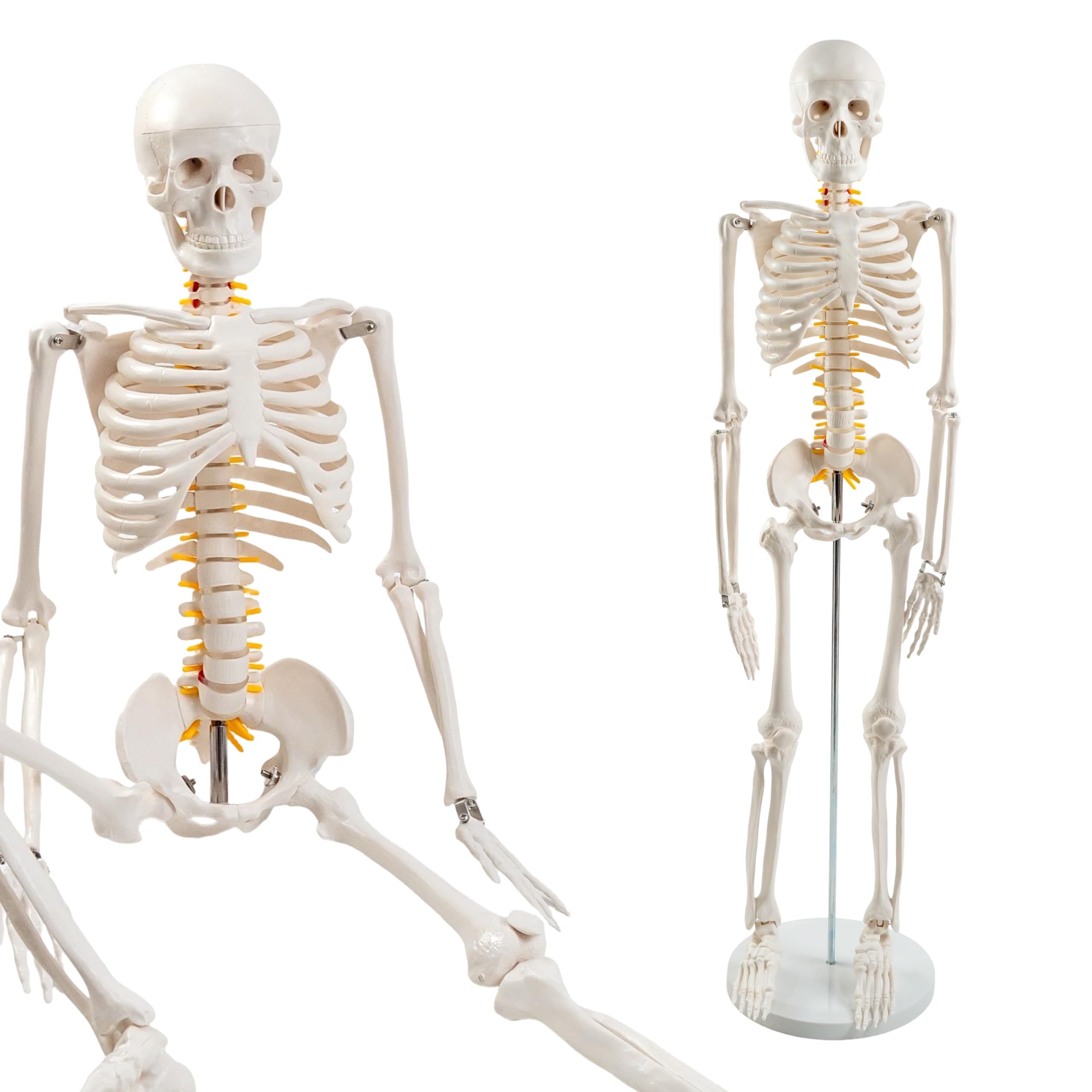Menschliches Skelett Modell für Anatomie 34" hohes Lebensgröße Skelett mit abnehmbarer Metallbasis für Klassenzimmer Unterricht und Laborstudie