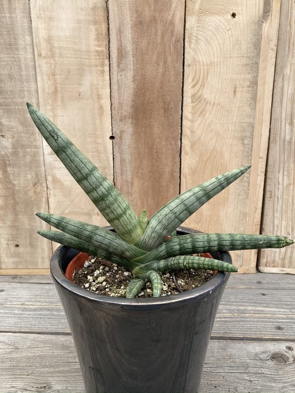 OhhSome Exotic Plant Sansevieria Bonesel Indoor Plants For Positive Energy (Home Gardening Healthy Live Plant) (B09WRJKBXZ) Amazon Price History, Amazon Price Tracker