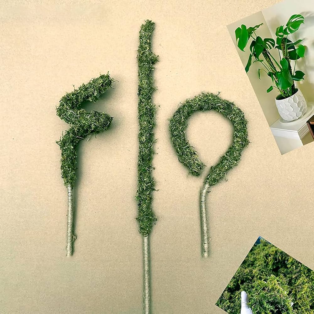 makoさん専用　　ポポラス　株立ち　336 makoさん専用 ポポラス 株立ち 336