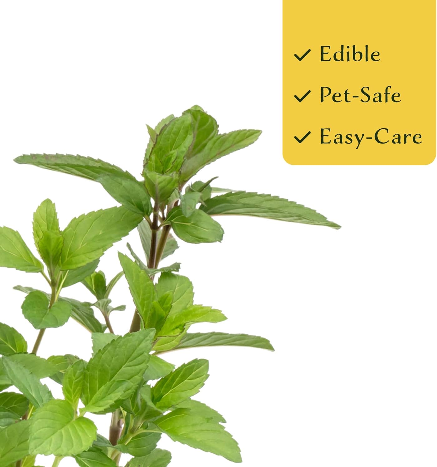 6 Chocolate Mint | Live Plants in 2.5-inch Nursery Cubes | Mentha x piperita f. citrata Chocolate Variety | Easy-Care Perennial with Green-Purple Foliage | Fragrant Flavorful Herb for Home and Garden