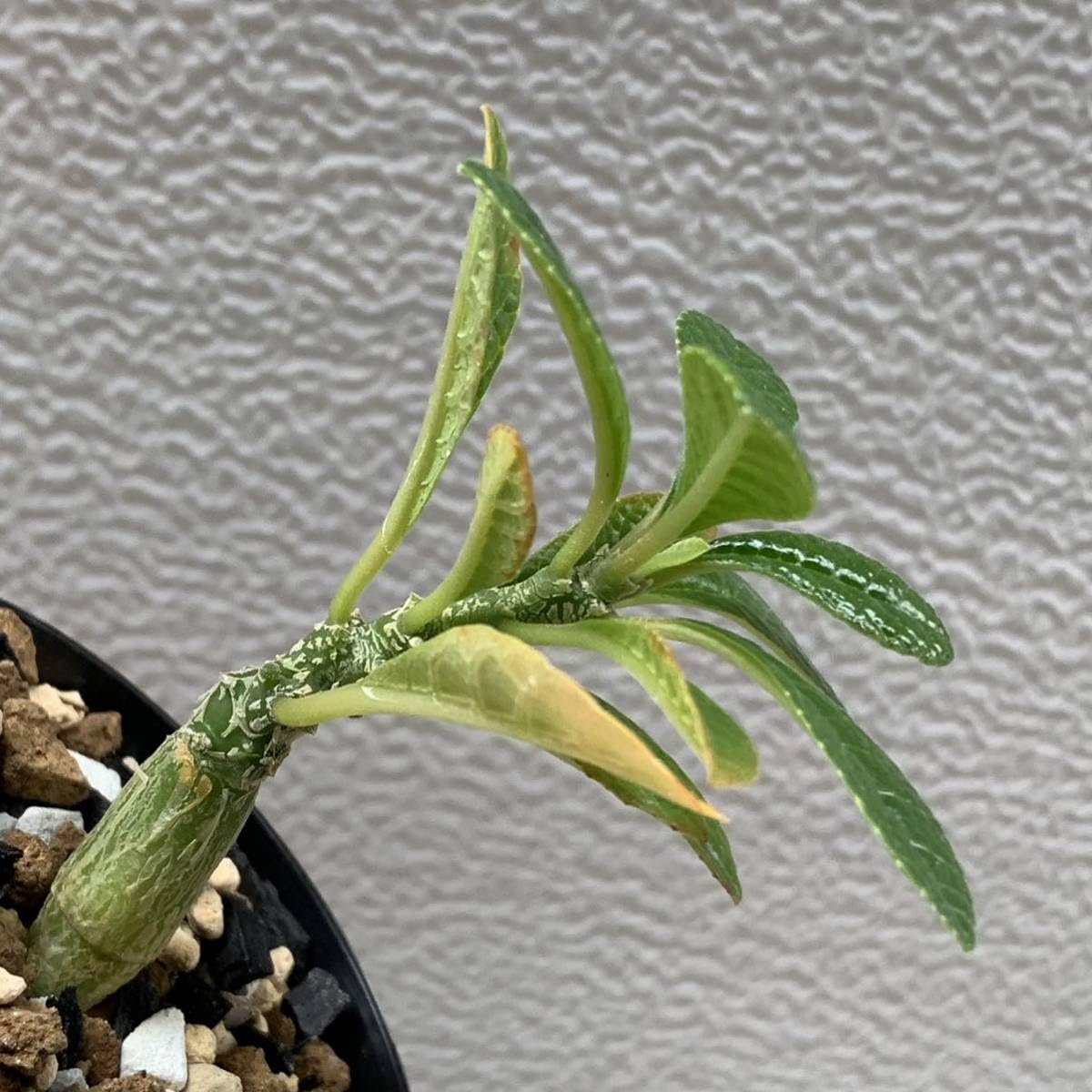 Amazon.co.jp: ドルステニア ギガス 国内実生 Dorstenia gigas 15