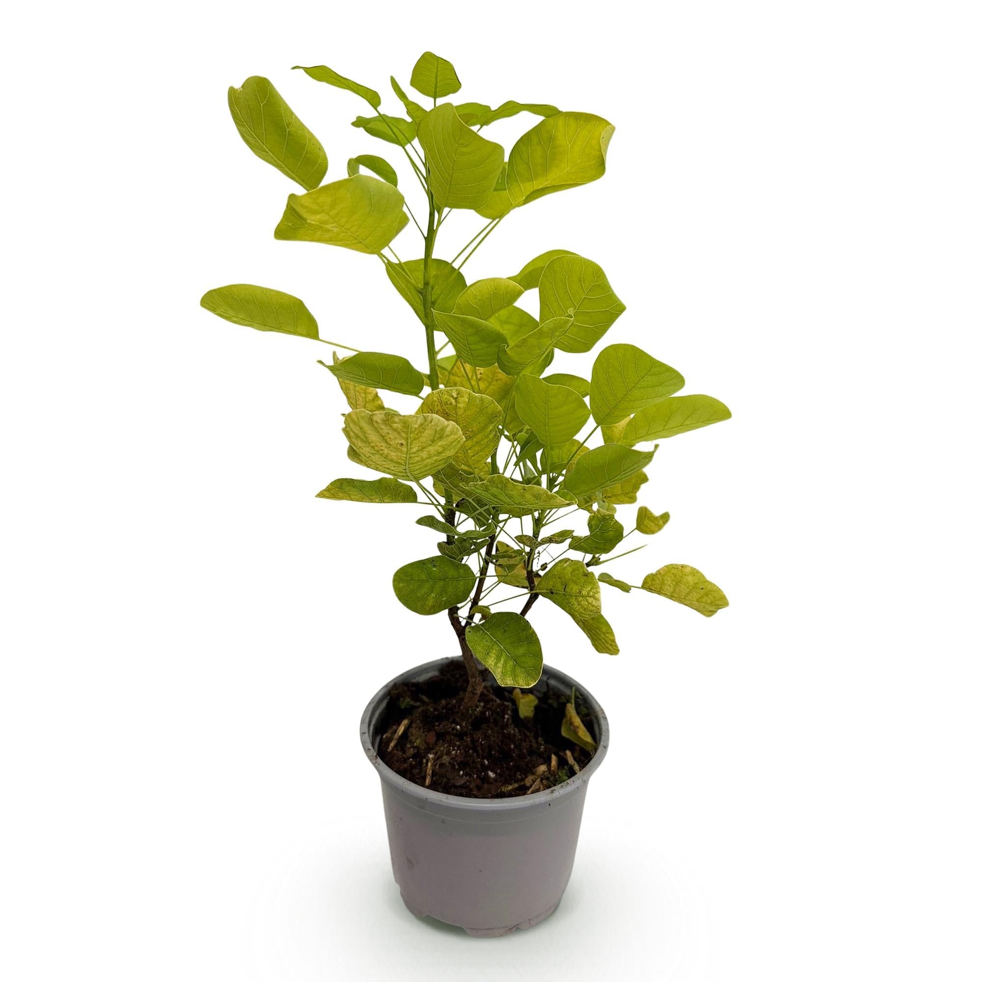 Cotinus coggygria Golden Spirit – 3 rośliny – 12 cm – wysokość ok. 35 cm – liściasta peruka ze złotożółtymi liśćmi i przewiewnymi letnimi kwiatami – łatwa w pielęgnacji, na grządkę i taras