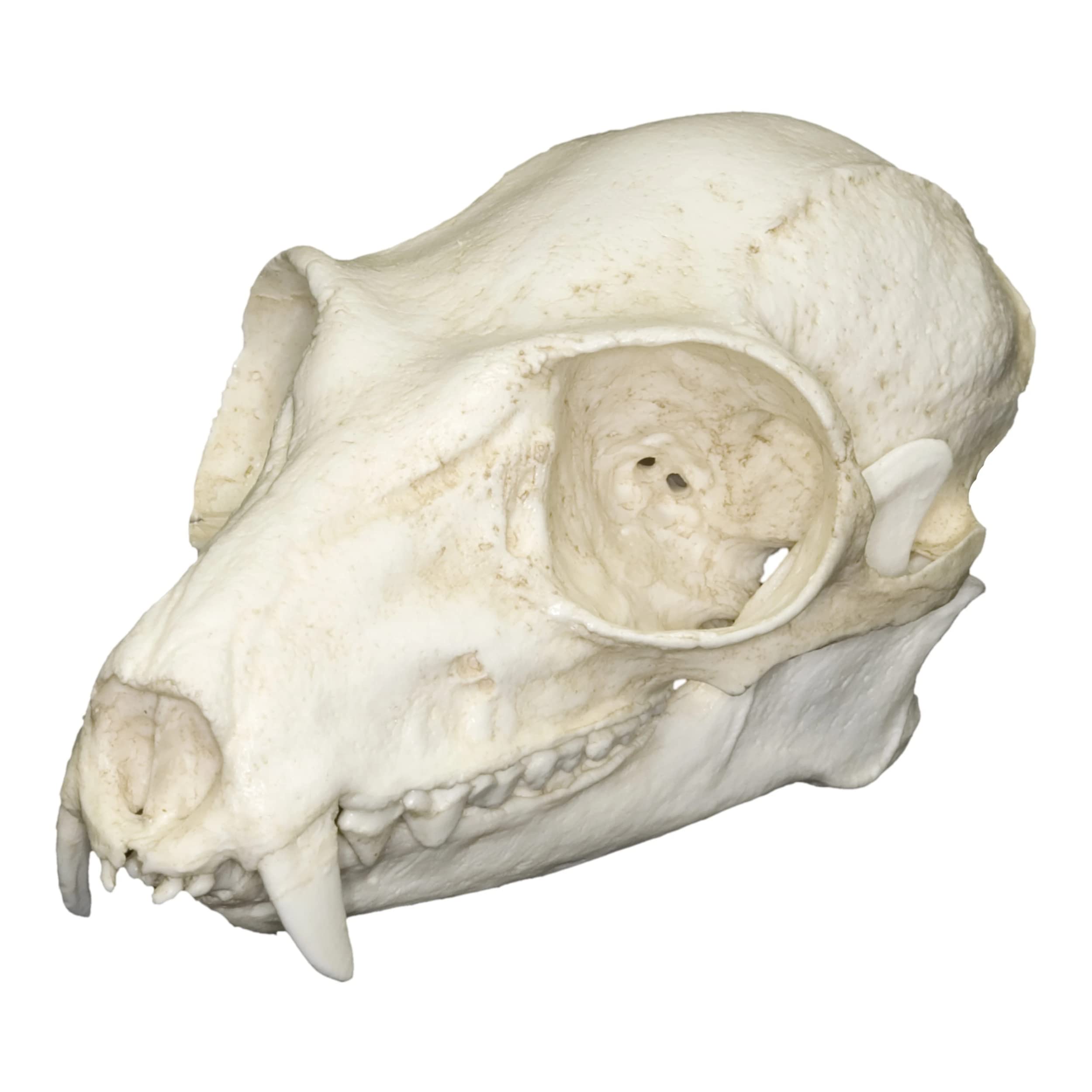 Ruffed Lemur Skull (Teaching Quality Replica)
