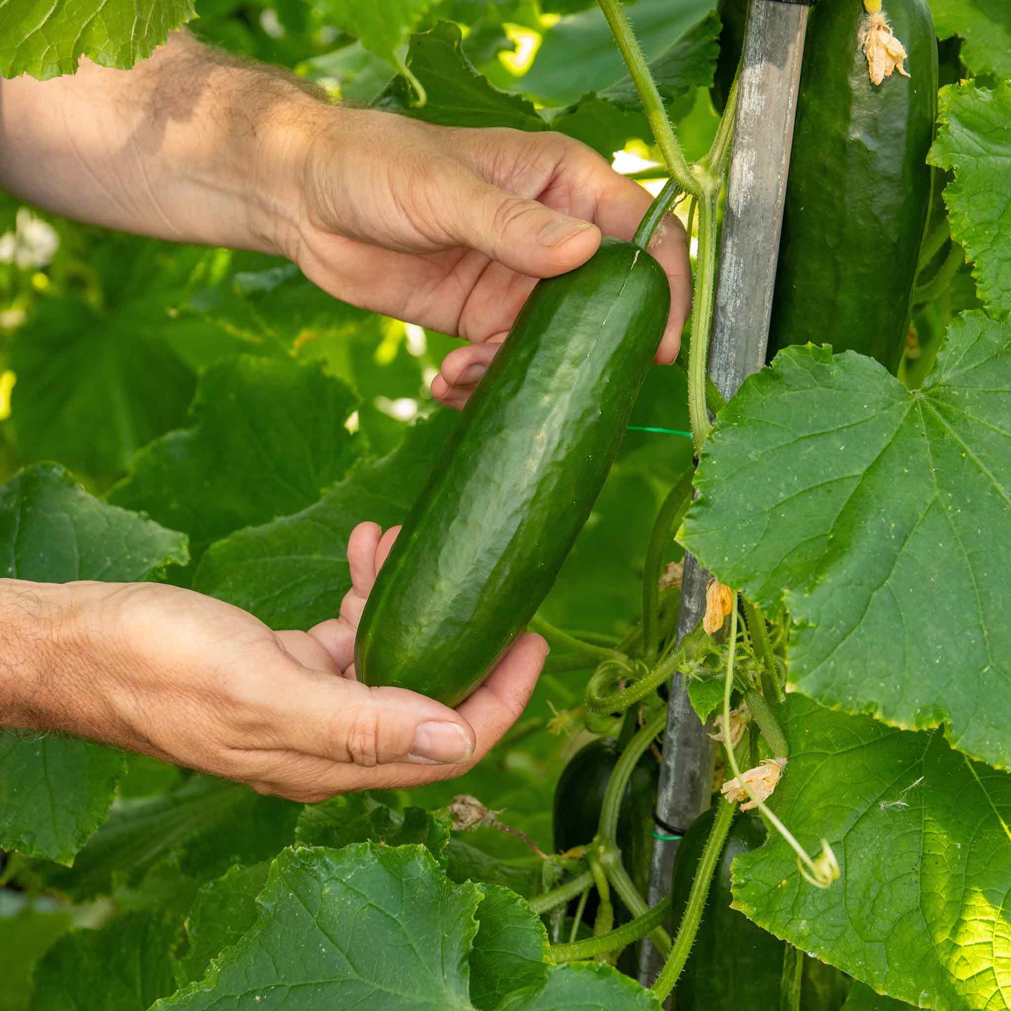 Marshalls Garden Cucumber Seeds 'Mini Munch' F1 RHS-Recommended high-Yield Snack Cucumbers 5 Seeds