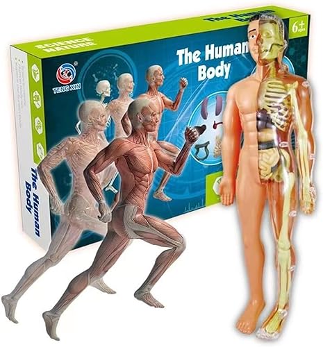 Modelo de cuerpo humano 3D para esqueleto, modelo de anatomía de niños, juguetes educativos de ciencia para niños y niños, aprendizaje temprano,
