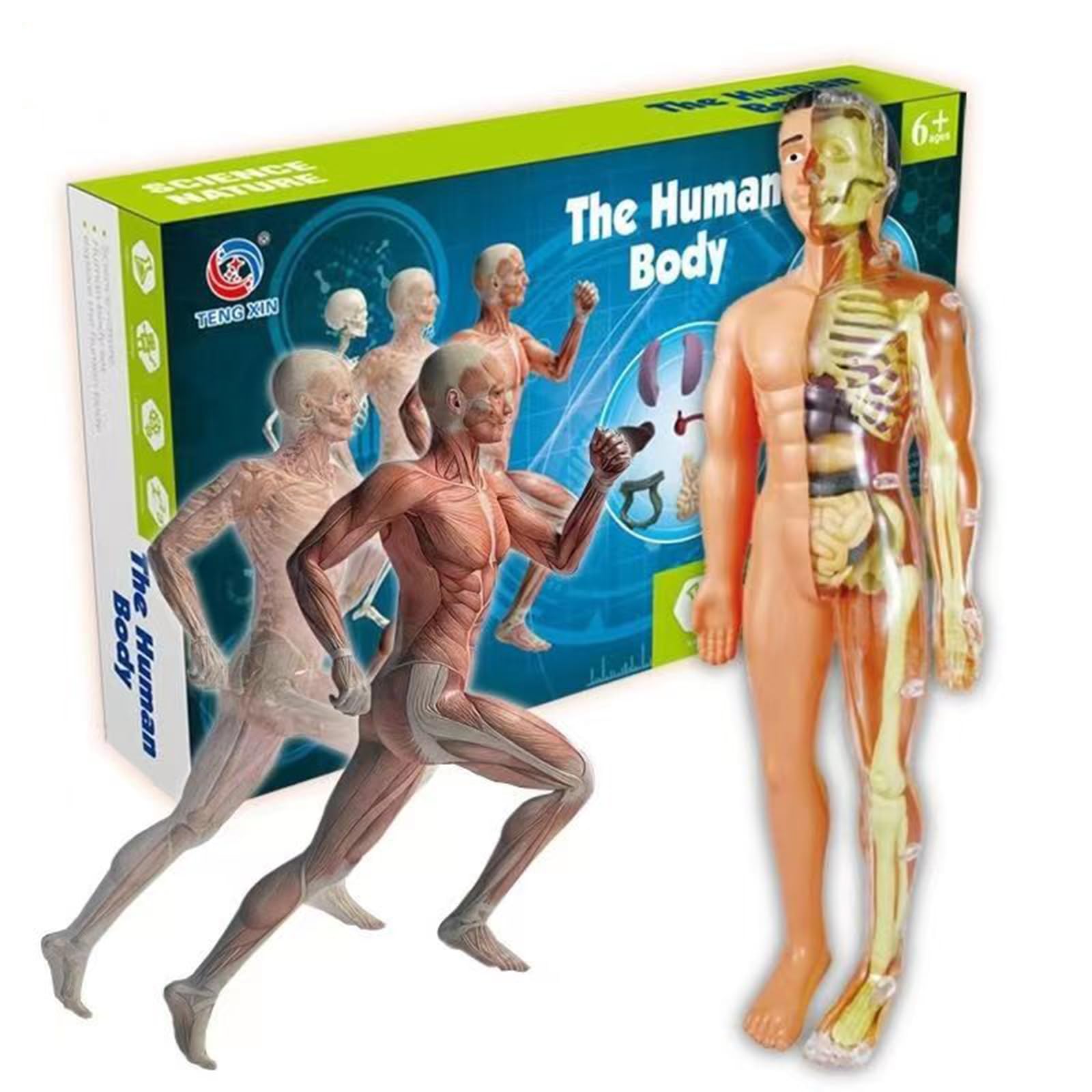 Amazon.com: SAMIQU 3D Human Body Model for Kid Anatomy Model