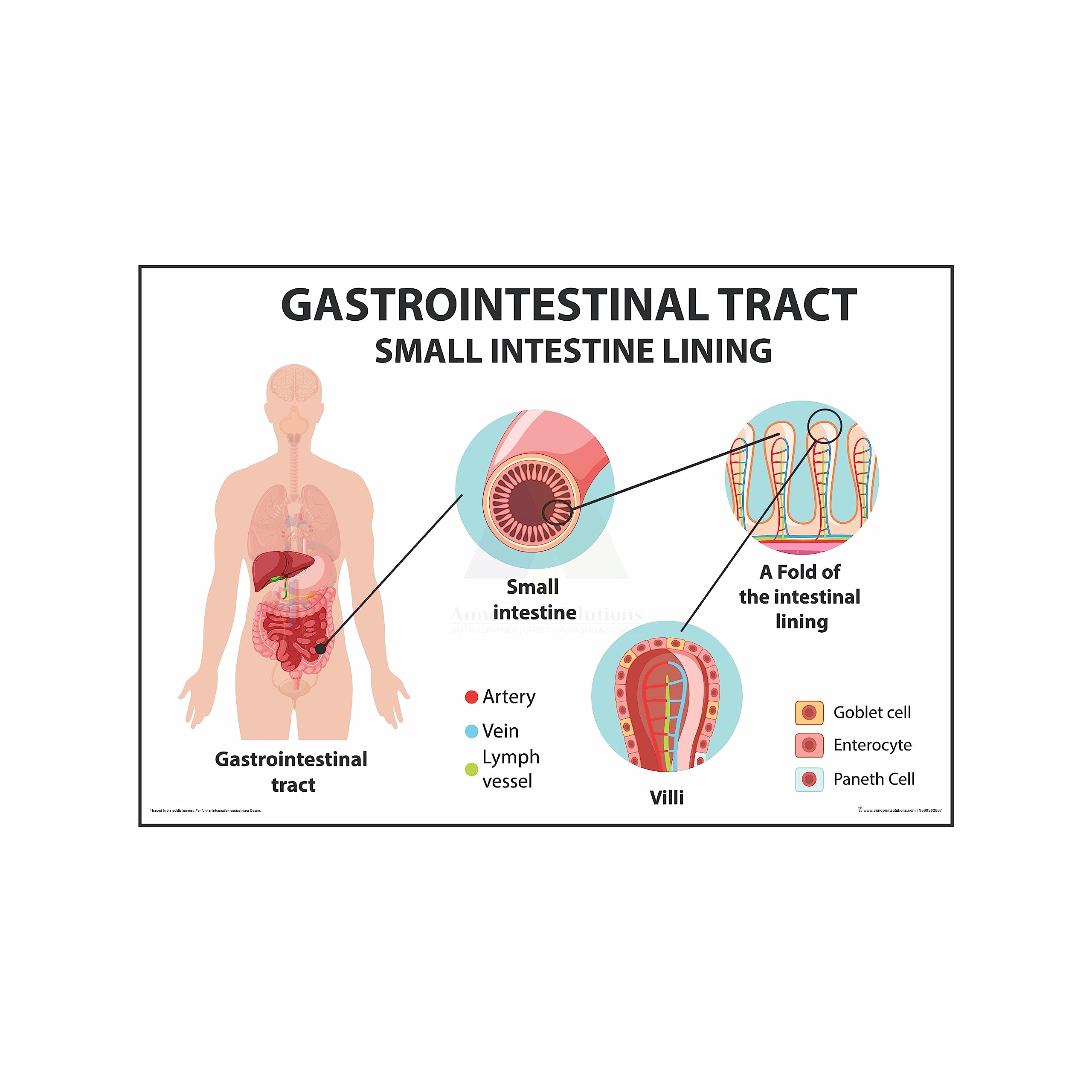 Anne Print Solutions® Gastrointestinal tract small intestine lining Posters (Without Frame) For Hospital Posters Nursing Home Posters Pack Of 1 Pcs Size 13 Inch X 19 Inch* Multicolor
