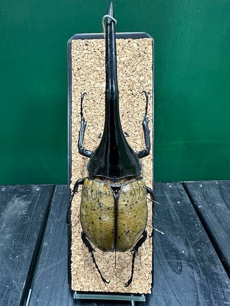 Amazon.co.jp: ヘラクレスオオカブト 152mm 標本 : おもちゃ