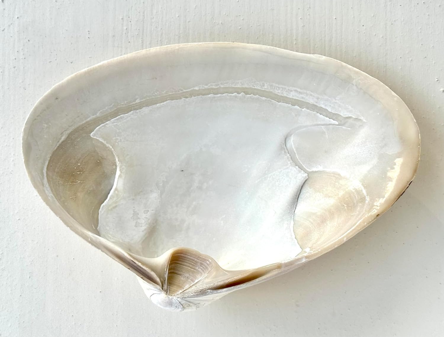 Amazon.com: 10 Large Sea Clam Shells