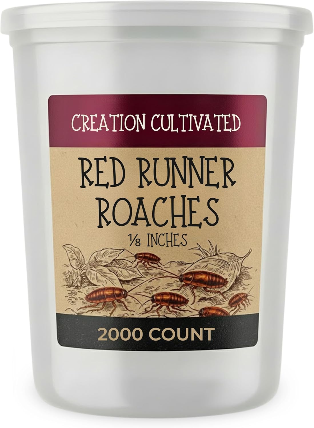 Red Runner Roaches 2000+ Nymphs Hatchlings Blatta lateralis Live Feeder Insects for Reptiles Amphibians and Arachnids by Creation Cultivated