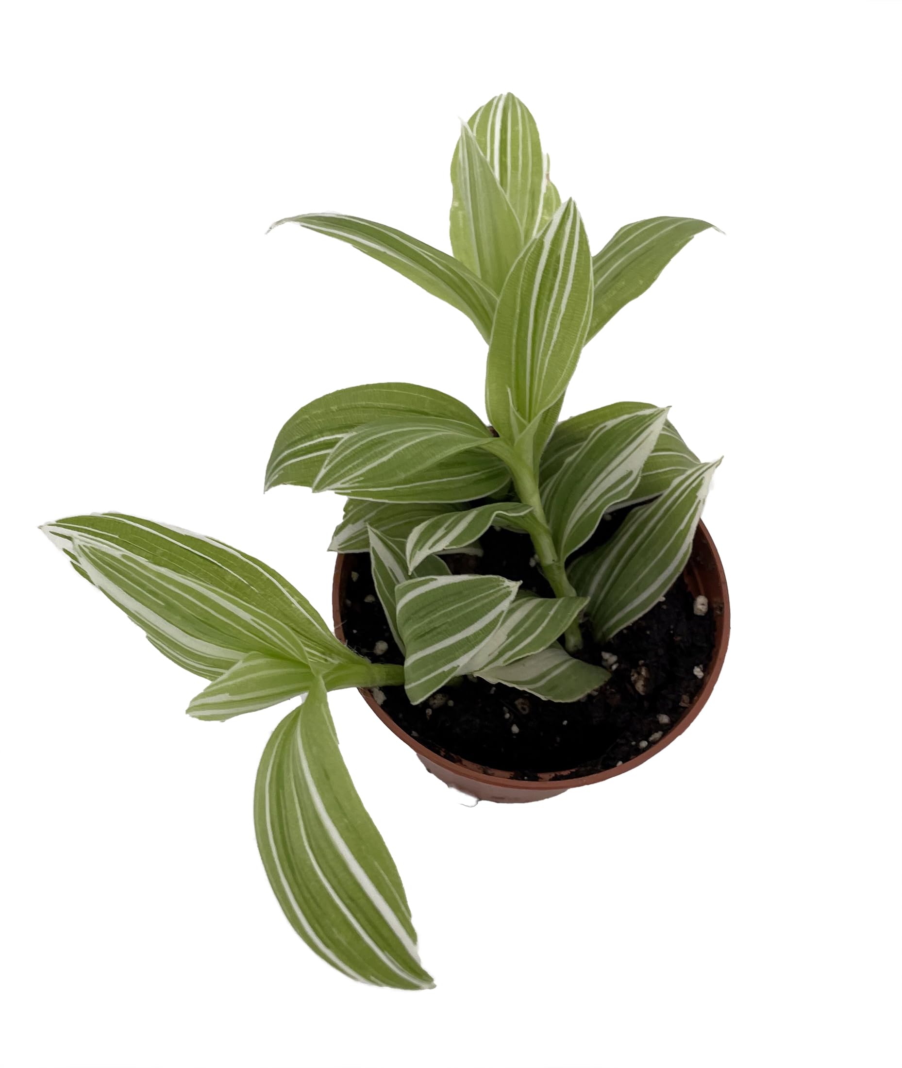 【これで品切れです】2B バイオプランタ　バイオプランツ　2袋 Amazon.com : Creme n Green Tradescantia - 2.5