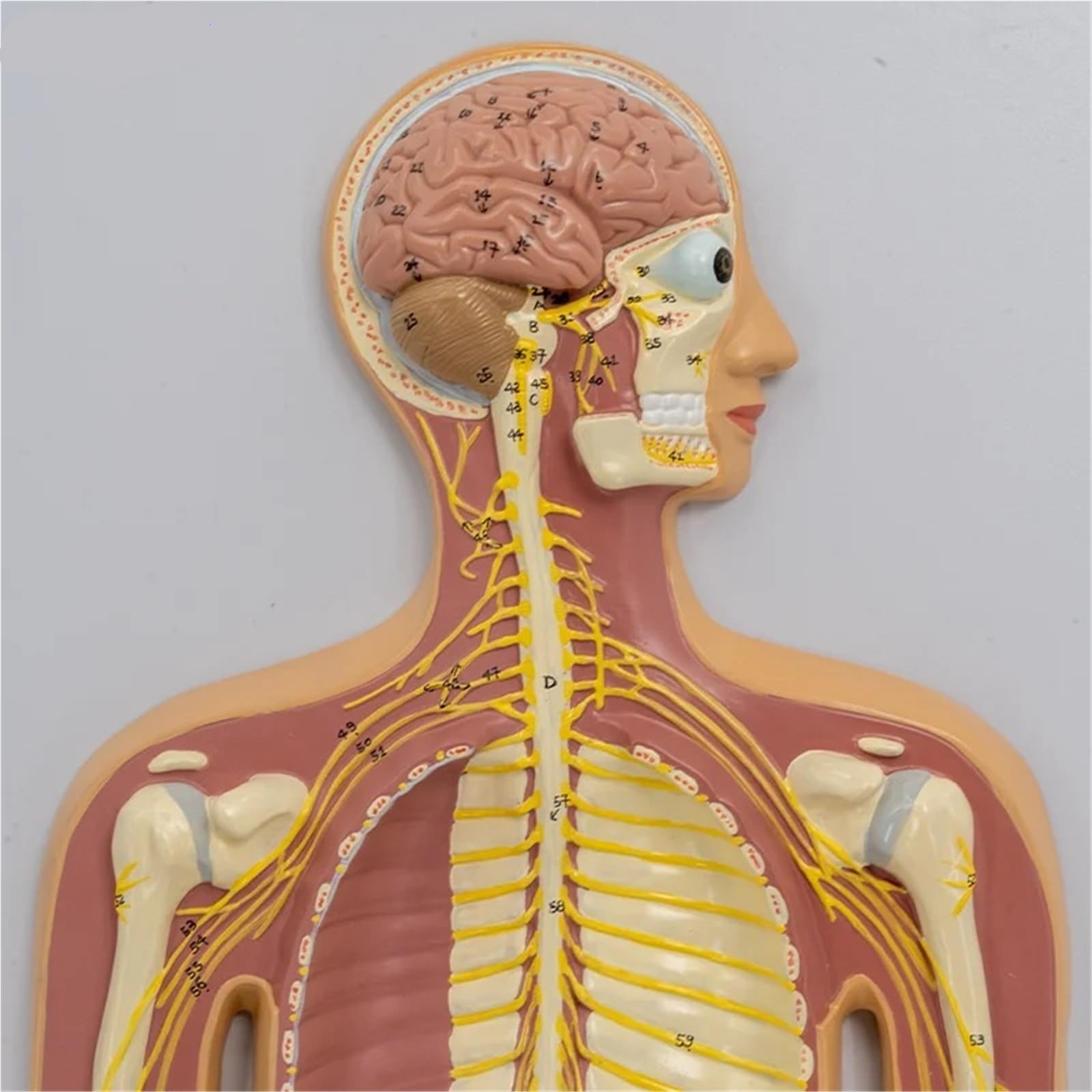 Model anatomii ludzkiego układu nerwowego mózg dystrybucja nerwów kręgosłupa pomoc dydaktyczna wyświetlacz szkieletu 1/2 rozmiar życia