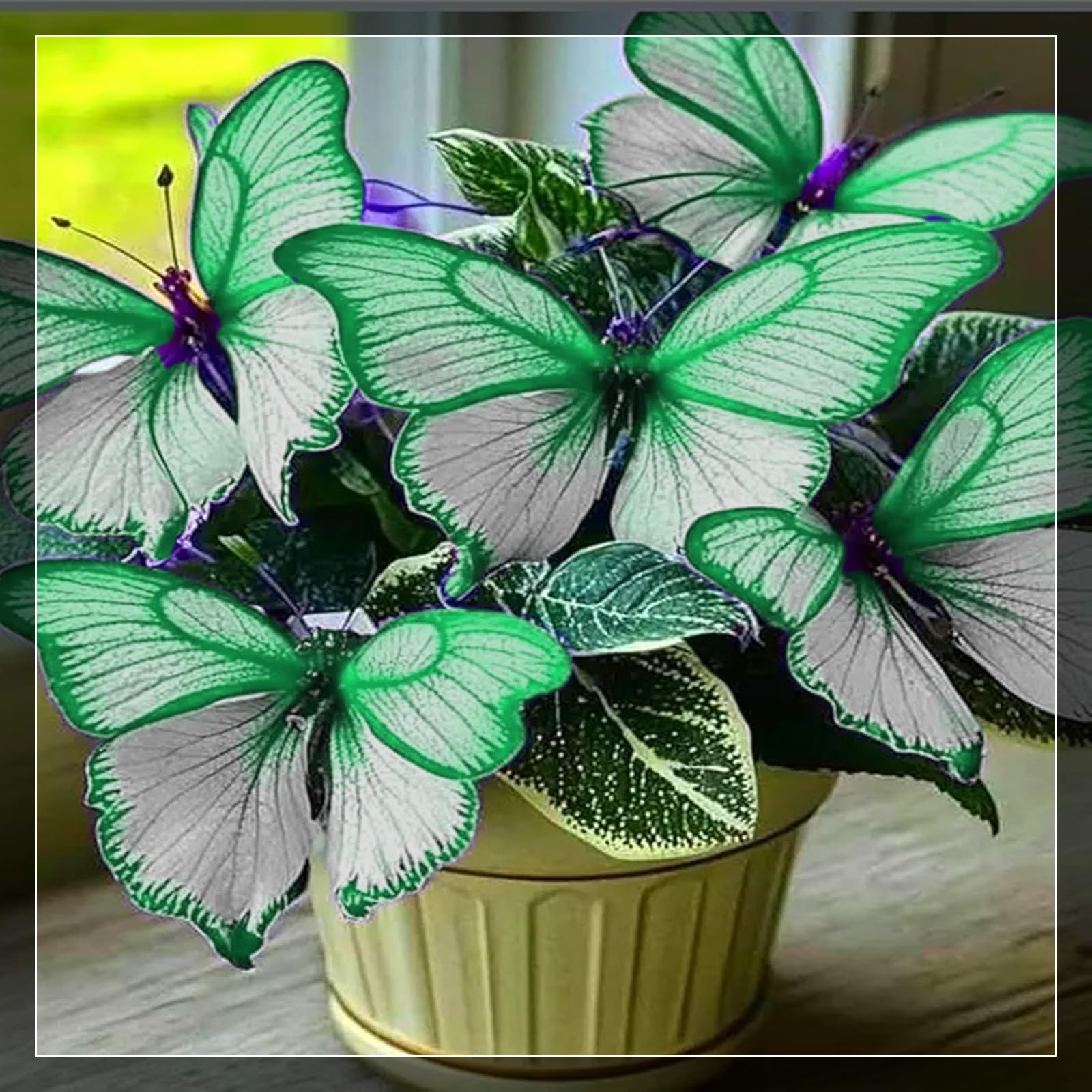 Robusti, Bulbi di Butterfly Hostas- Eleganti, Luminosi, Sostenibili, Aerati-15 Bulbi-E