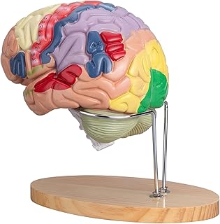 Human Brain Model Anatomy & Display Stand Life Size Color-Coded Human Brain Anatomical Model for Teaching Science Classroom Study