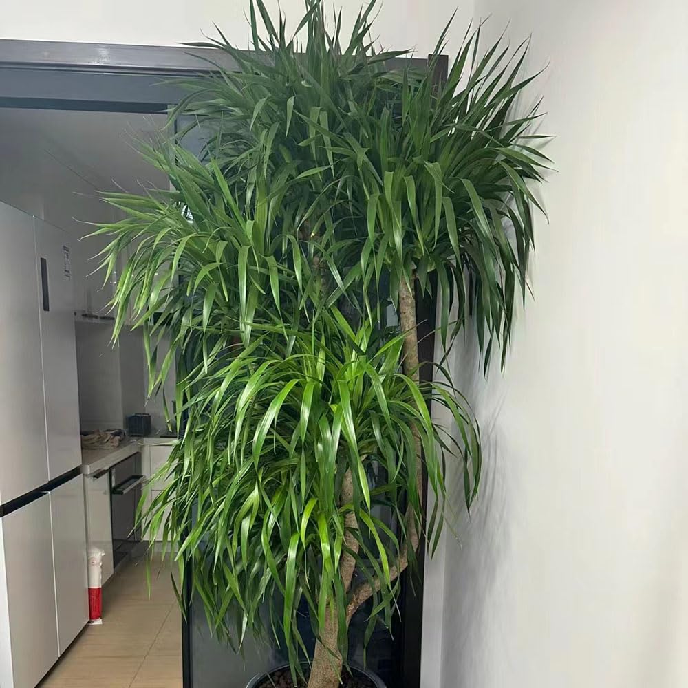 10 pcs drachenbaum zimmerpflanze samen, exotische zimmerpflanzen, Dracaena  draco, nachhaltige geschenke pflanzen fr sehr dunkle rume bume garten  winterhart bodendecker winterhart : Amazon.de: Garten