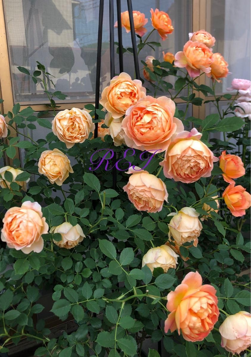 Amazon.co.jp: バラ苗 薔薇 挿し木2年生 : DIY・工具・ガーデン