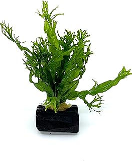 Mini Java Fern Windelov on Driftwood (2-3 Inches)