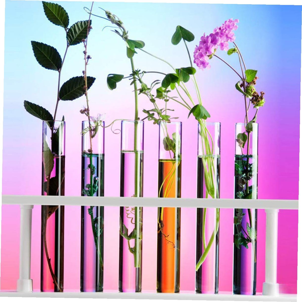 ABOOFAN 5 Series Botellas De Muestra Tubo De Ensayo Con Tapón De Corcho Tubo De Ensayo Plano Transparente Laboratorio Redondo Tubos De Ensayo Para Plantas Fiesta De Madera 10 Piezas X 5