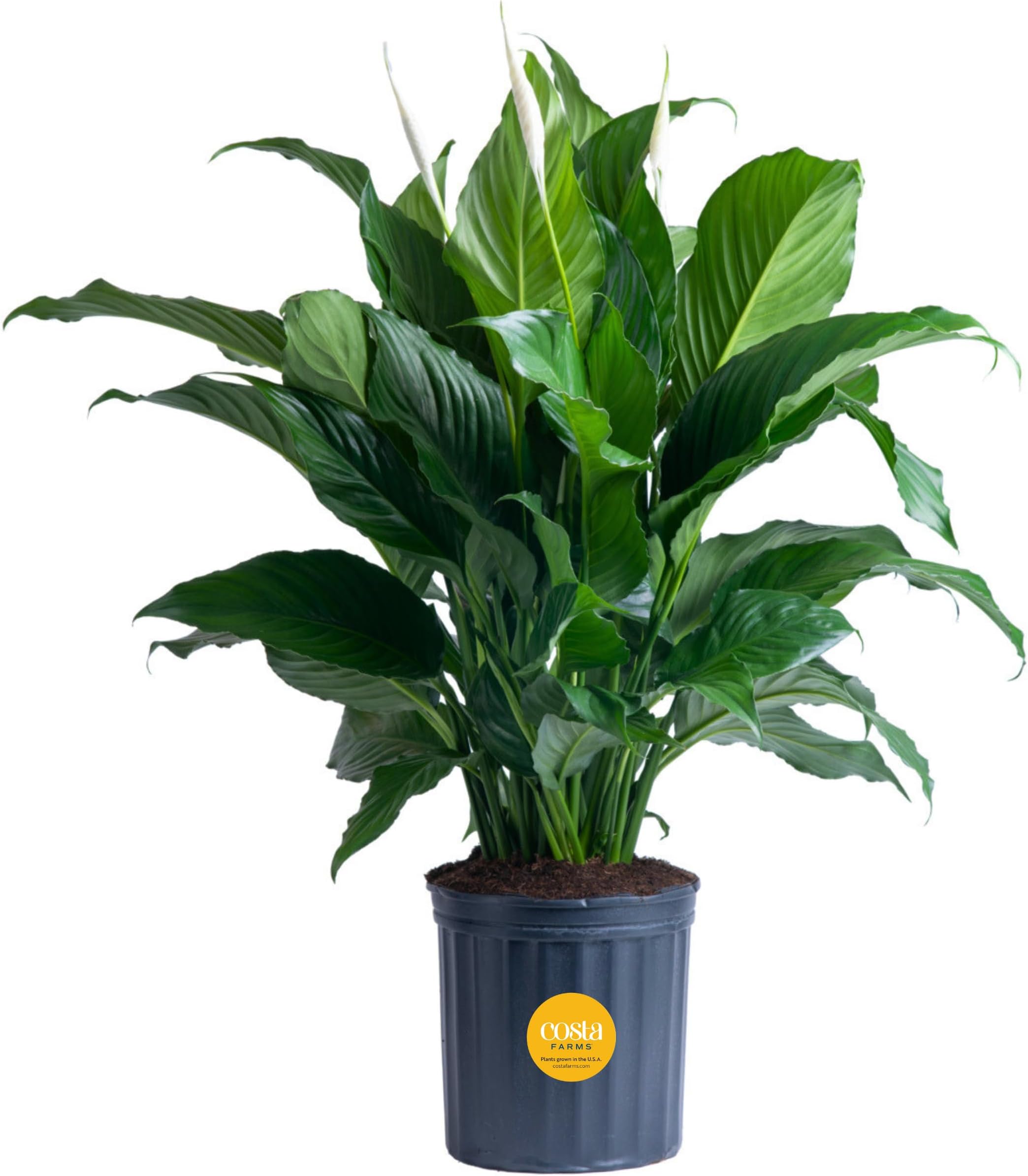 Costa Farms Peace Lily, Premium Live Indoor Plant