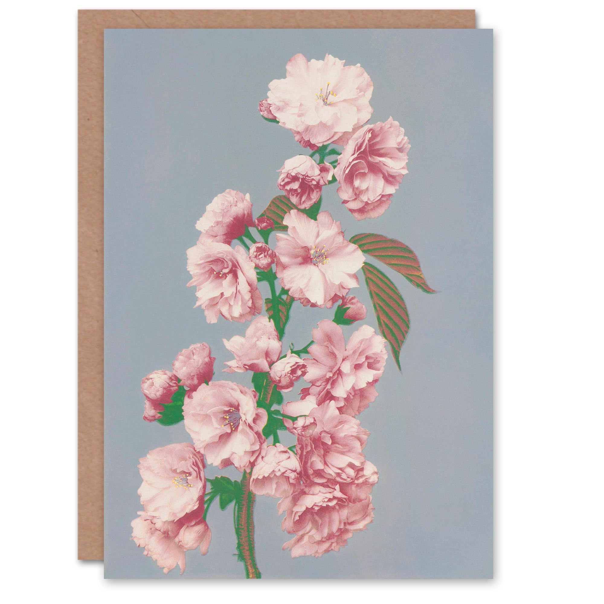 Artery8 Ogawa Kazumasa Japanese Art Card Cherry Blossom Flower Bloom