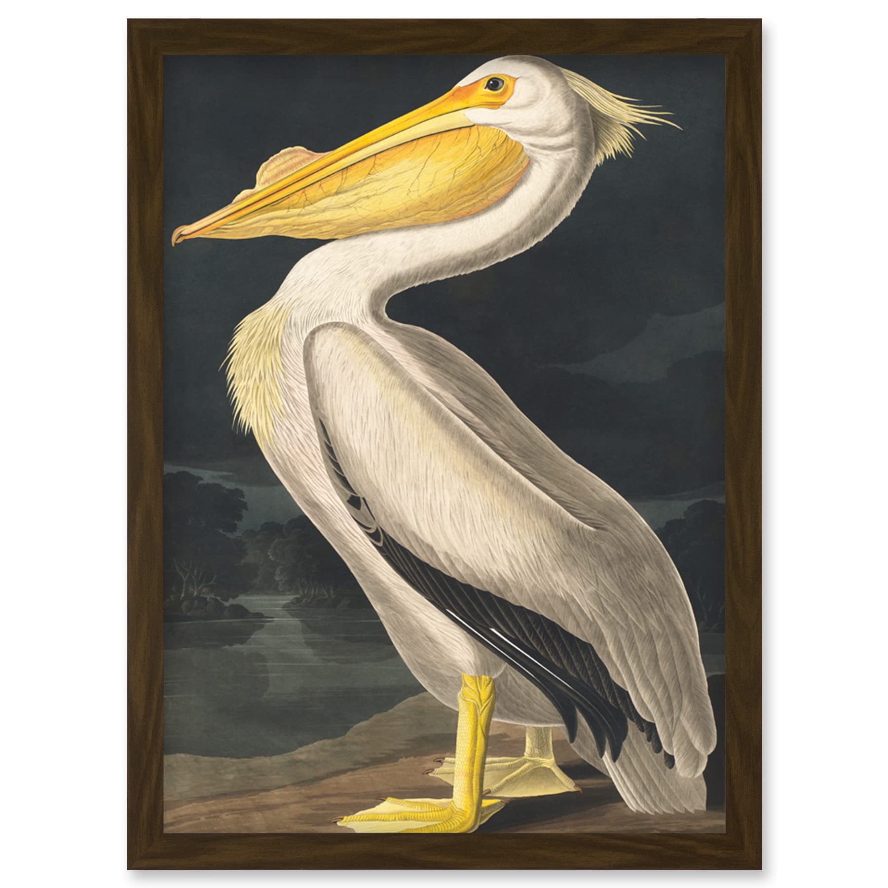 Wee Blue Coo John James Audubon Style Pelican Bird Vintage Detailed Illustration Artwork Framed Wall Art Print A4