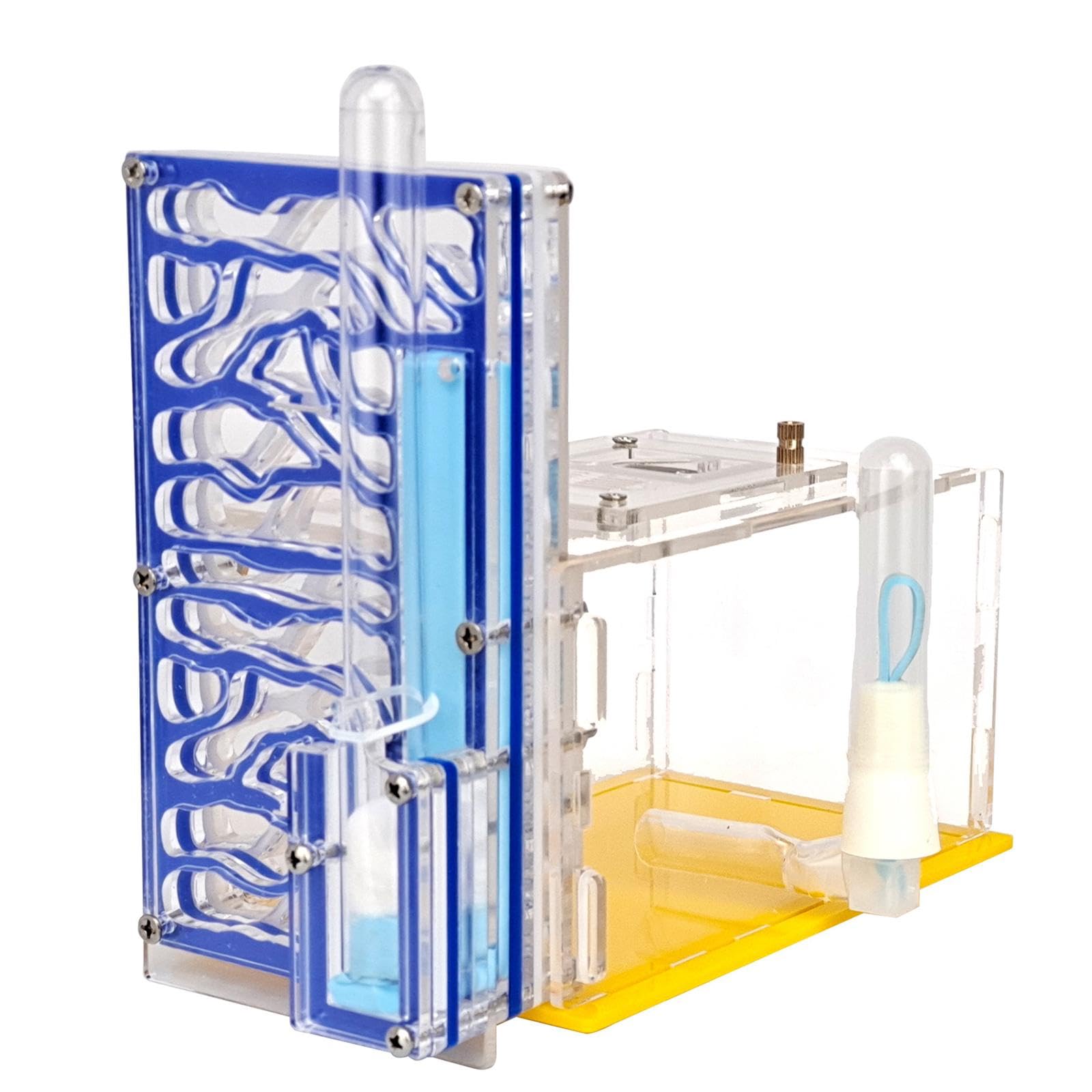 Nido de cría para Hormigas, Nido de Hormigas acrílico, Caja Transparente de Exhibición de Juguetes Educativos, Granja de Hormigas para Amantes, Regalo de Cumpleaños, Azul