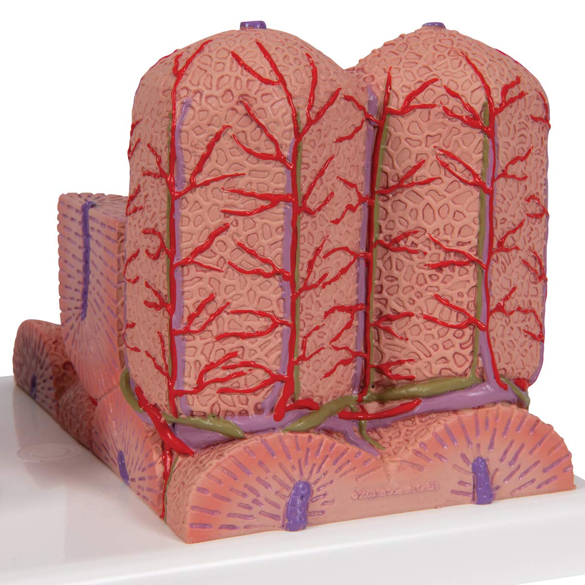 3B Scientific Menschliche Anatomie - 3B MICROanatomy™ Leber + kostenlose Anatomie App - 3B Smart Anatomy