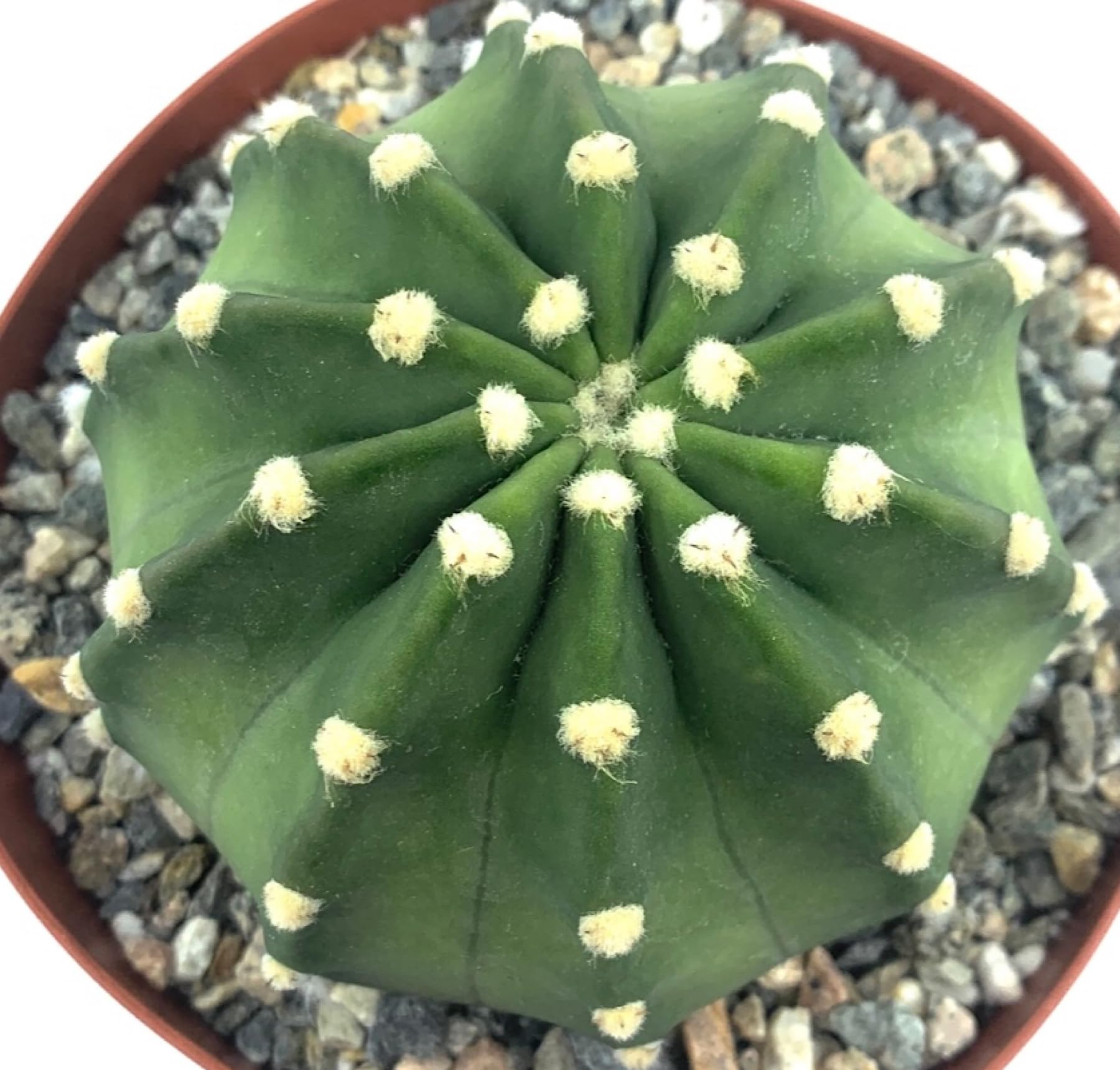 Easter Lily Cactus Domino Cactus