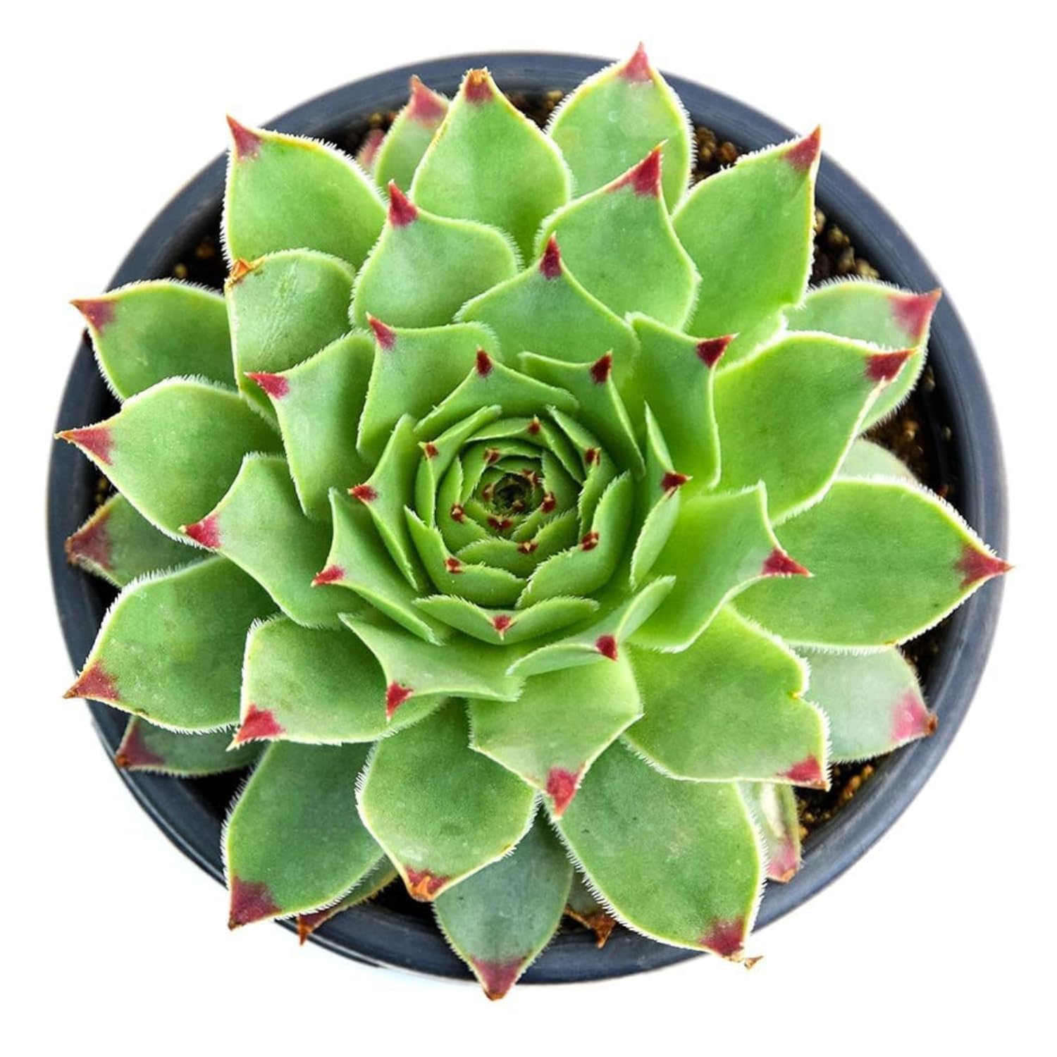 Lakshmi Kamal Original Succulent Plant With Plastic Pot For Good Luck Indoor Home office Garden Decore Pack of 1 (Laxmi Kamal Plant) (LAXMI KAMAL PLANT)-image-46