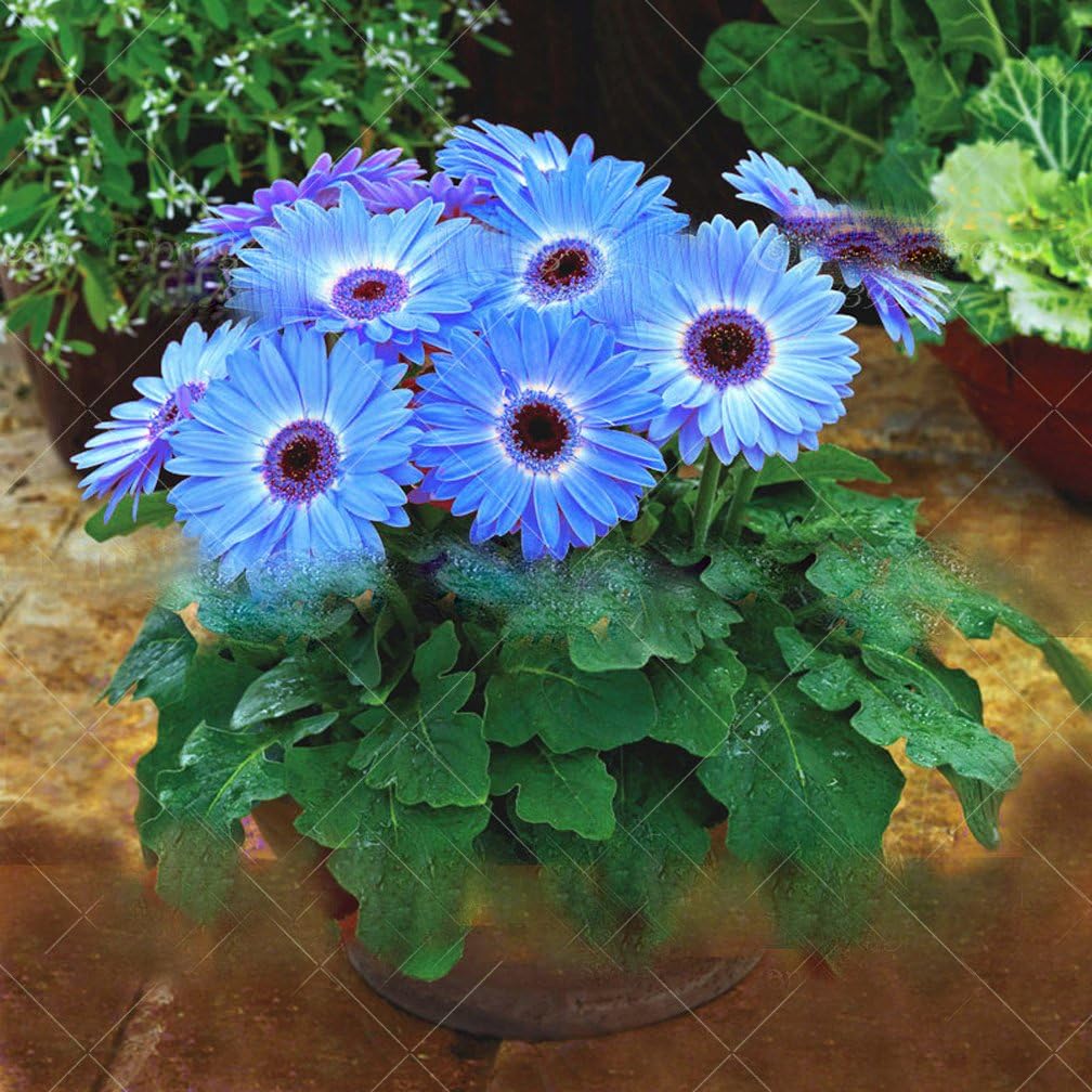Amazon Com 100 Pcs Bag Chrysanthemum African Rare Blue Eyed Daisy Seeds Flower Seeds For Home Garden Plant Patio Lawn Garden