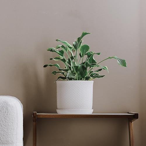 Vista 29 de Maceta de cerámica de 8 pulgadas: maceta de cerámica con orificio de drenaje y platillo para plantas de interior y exterior, maceta con bandeja