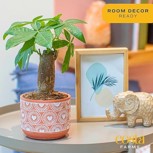 Miniatura 2 de Costa Farms Money Tree Live Plant in Decorative Pot, Air Purifying Indoor Houseplant, Perfect for Home, Room, or Office Decor, Great House Warming