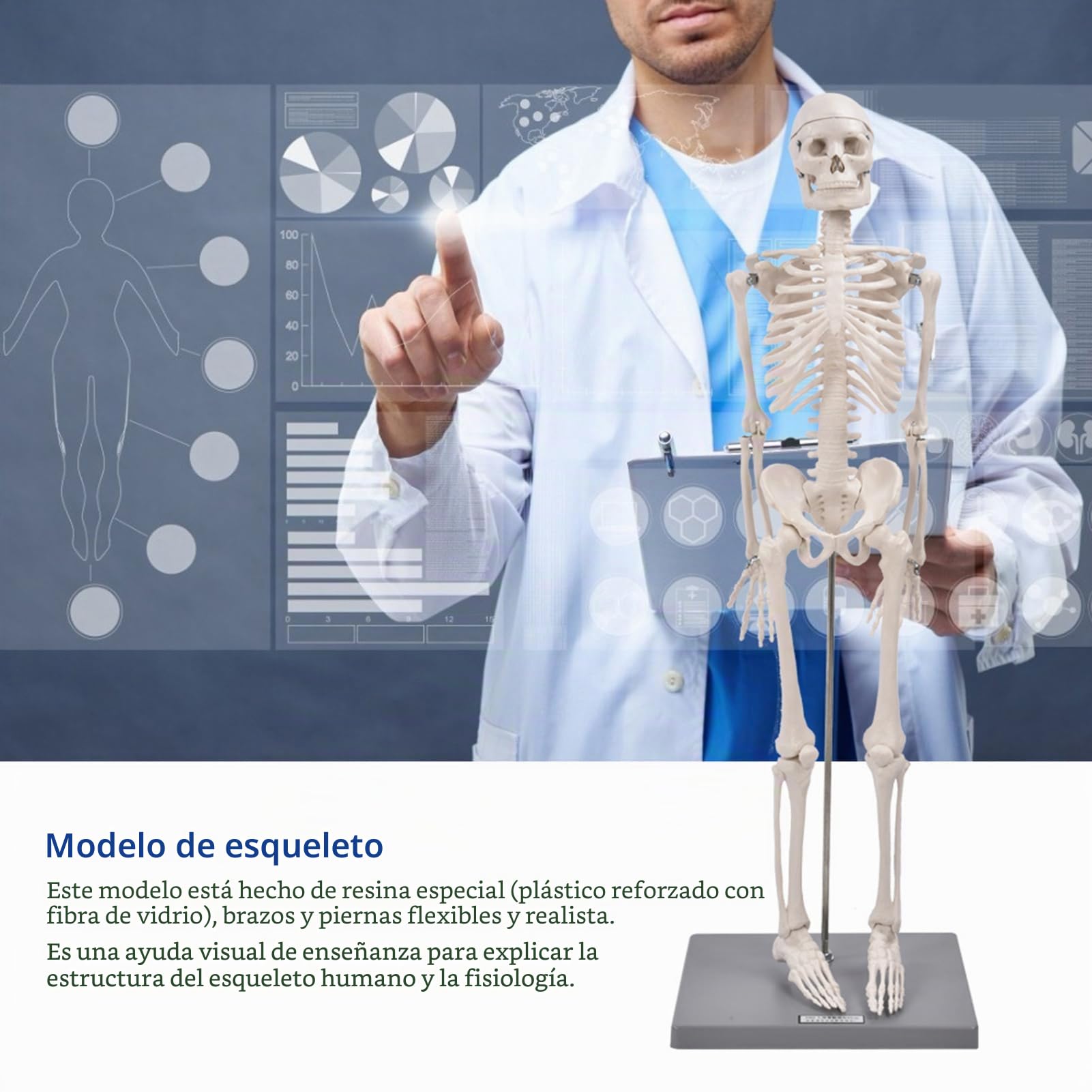 Modelo de Esqueleto Modelo de Esqueleto Humano de 85 cm con Herramienta de Experimentación Orgánica para Uso Pedagógico Anatómico