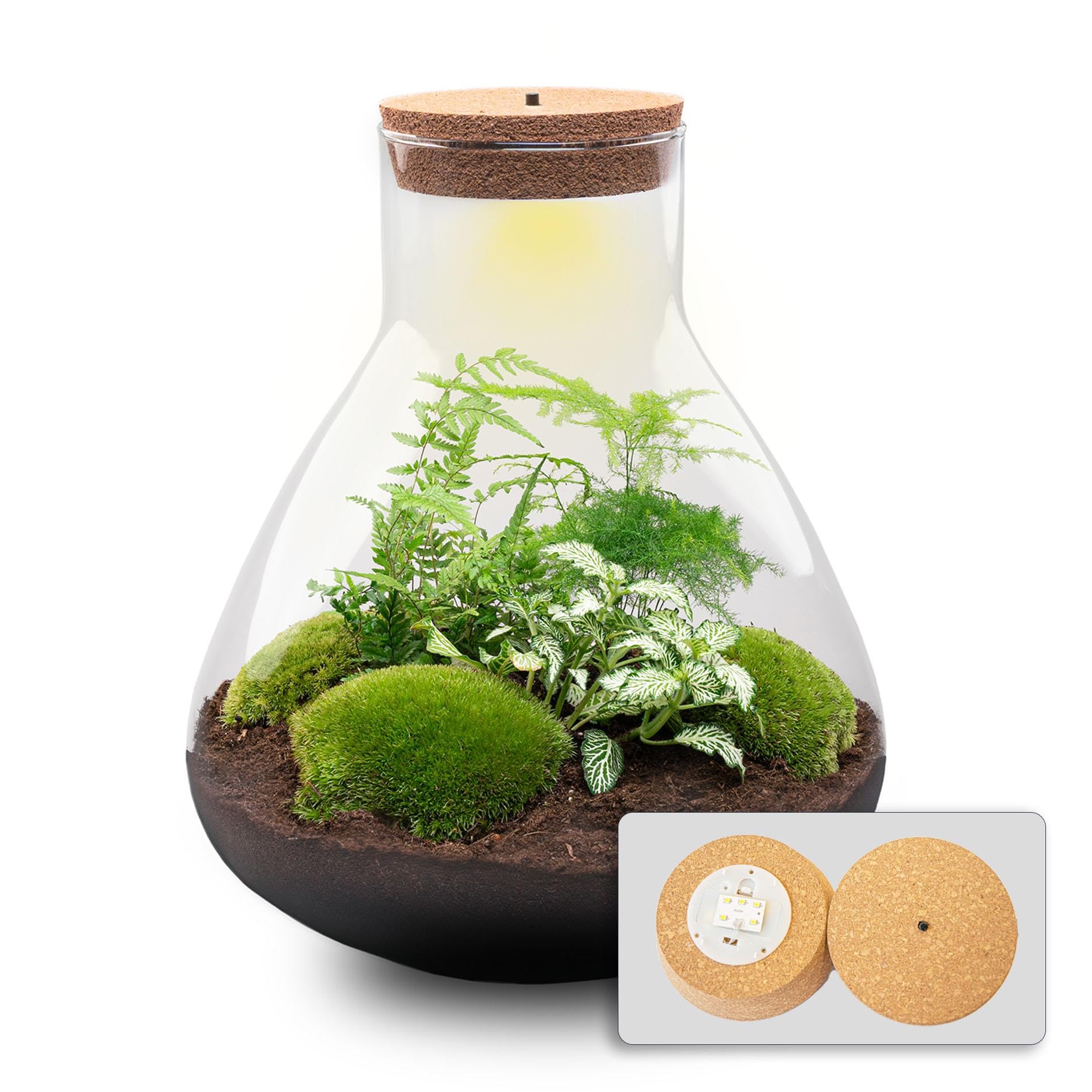 Terrario Piante Fai da Te in Vetro con Luce LED, Set Completo XL, 30x32 cm