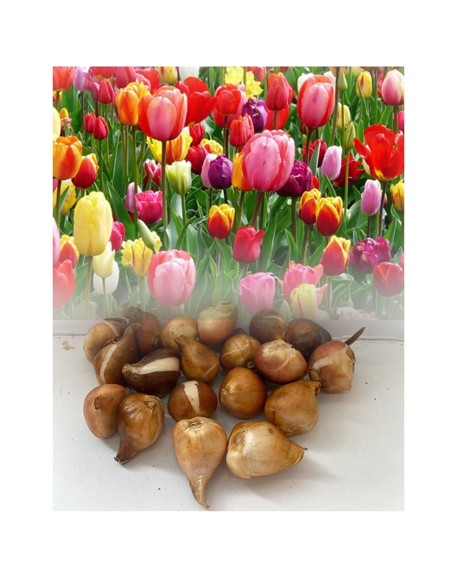 GARTHWAITE NURSERIES® : - UK Stockist. 10 Mixed Darwin Hybrid Tulip Bulbs Spring Flowering Hardy Garden Perennial