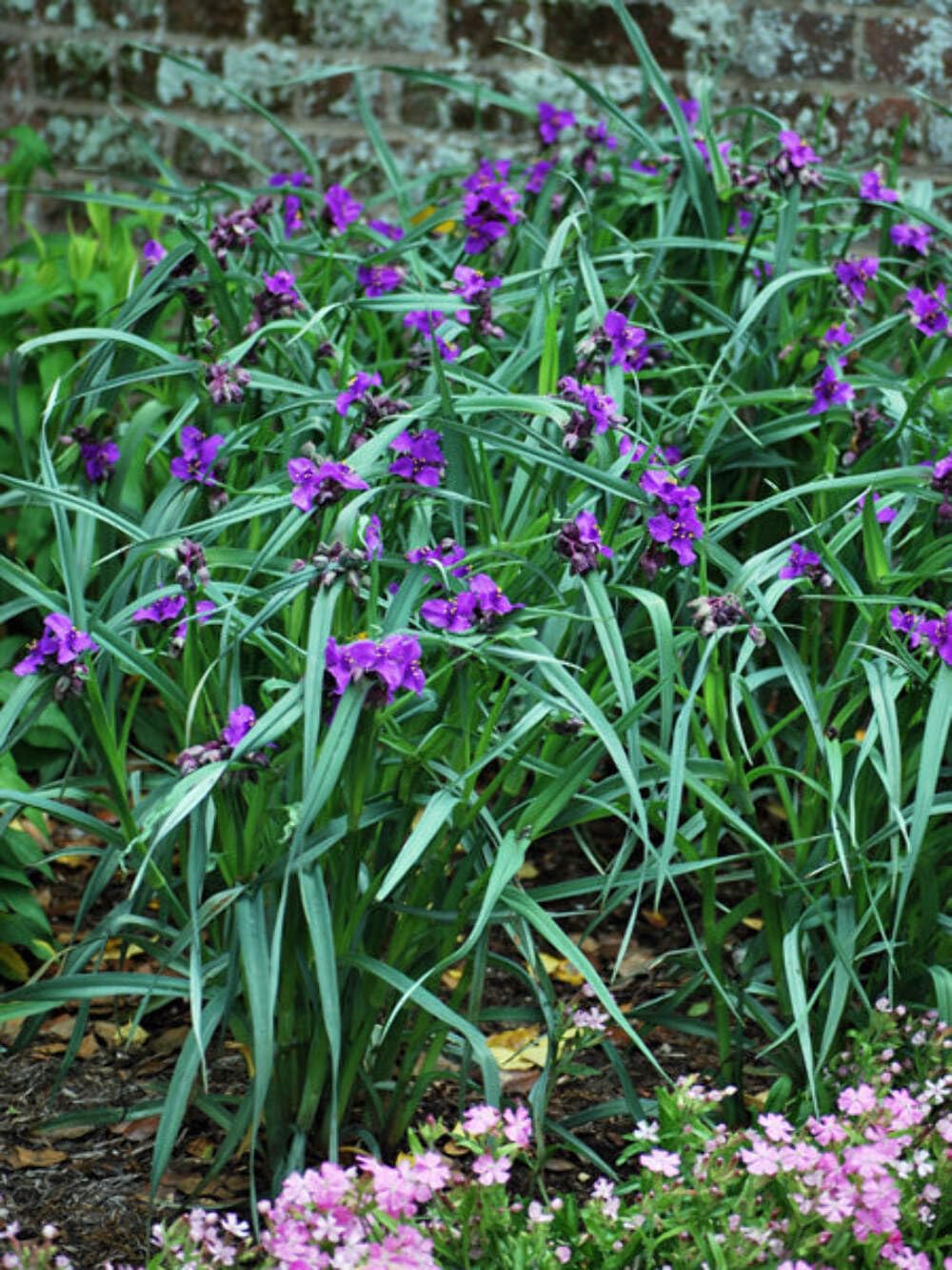 Perennial Farm Marketplace Concord Grape Spiderwort